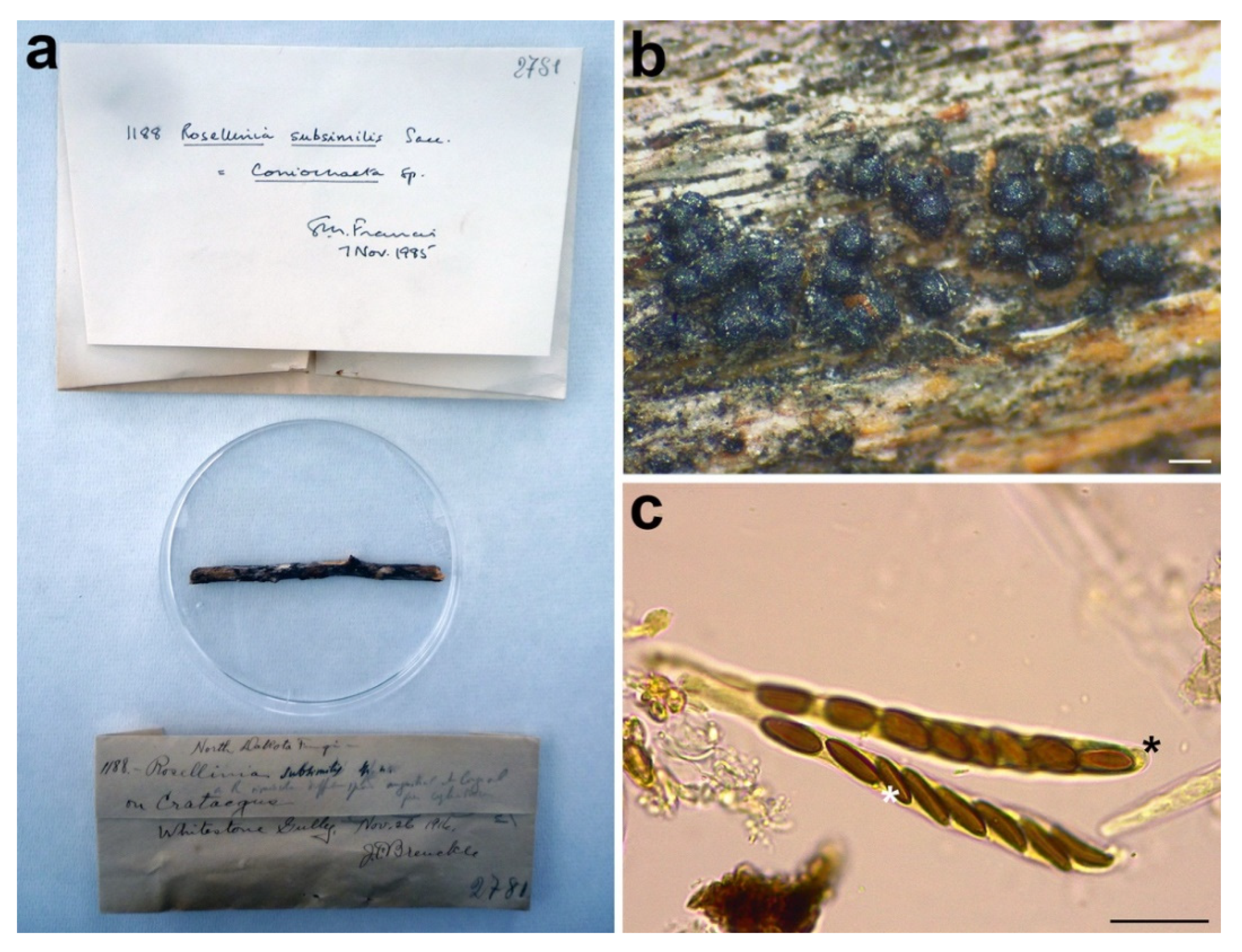 Microorganisms 09 00666 g012 Microorganisms 09 00666 g012