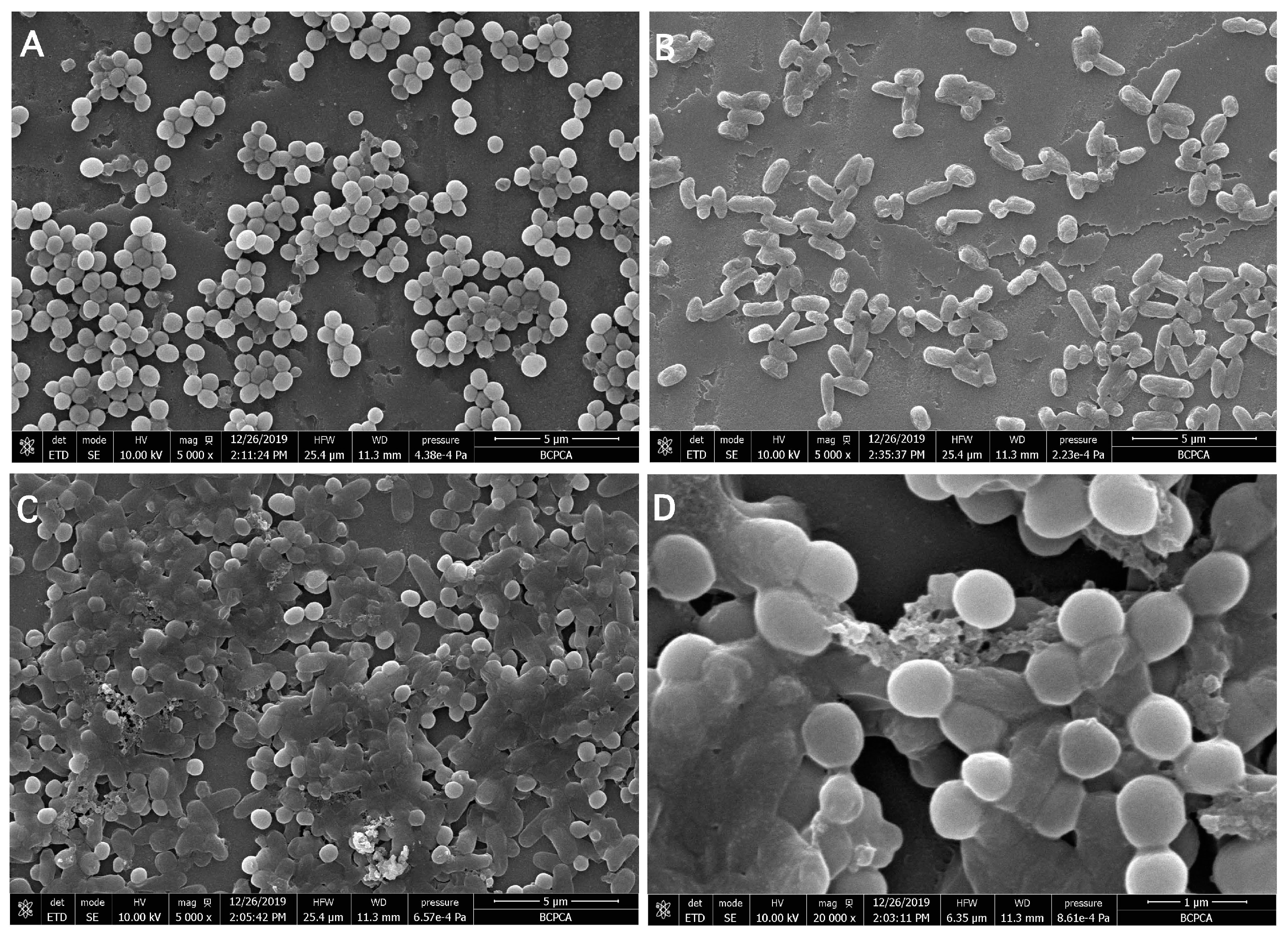 Microorganisms 09 00672 g002