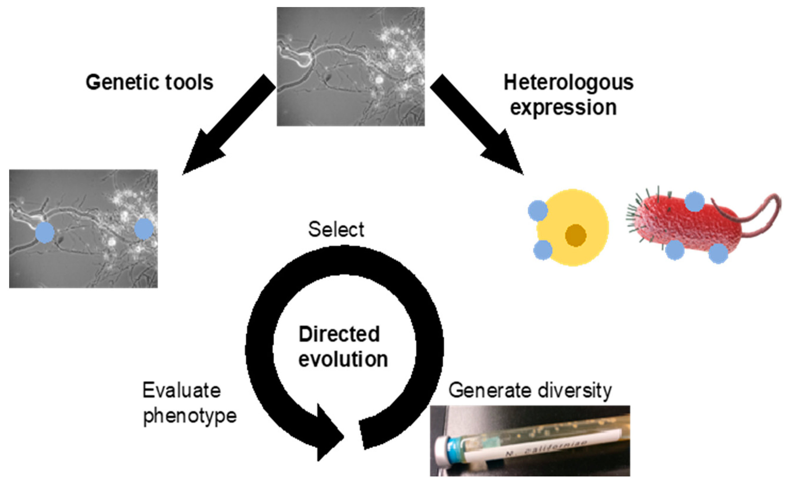 Microorganisms 09 00694 g003