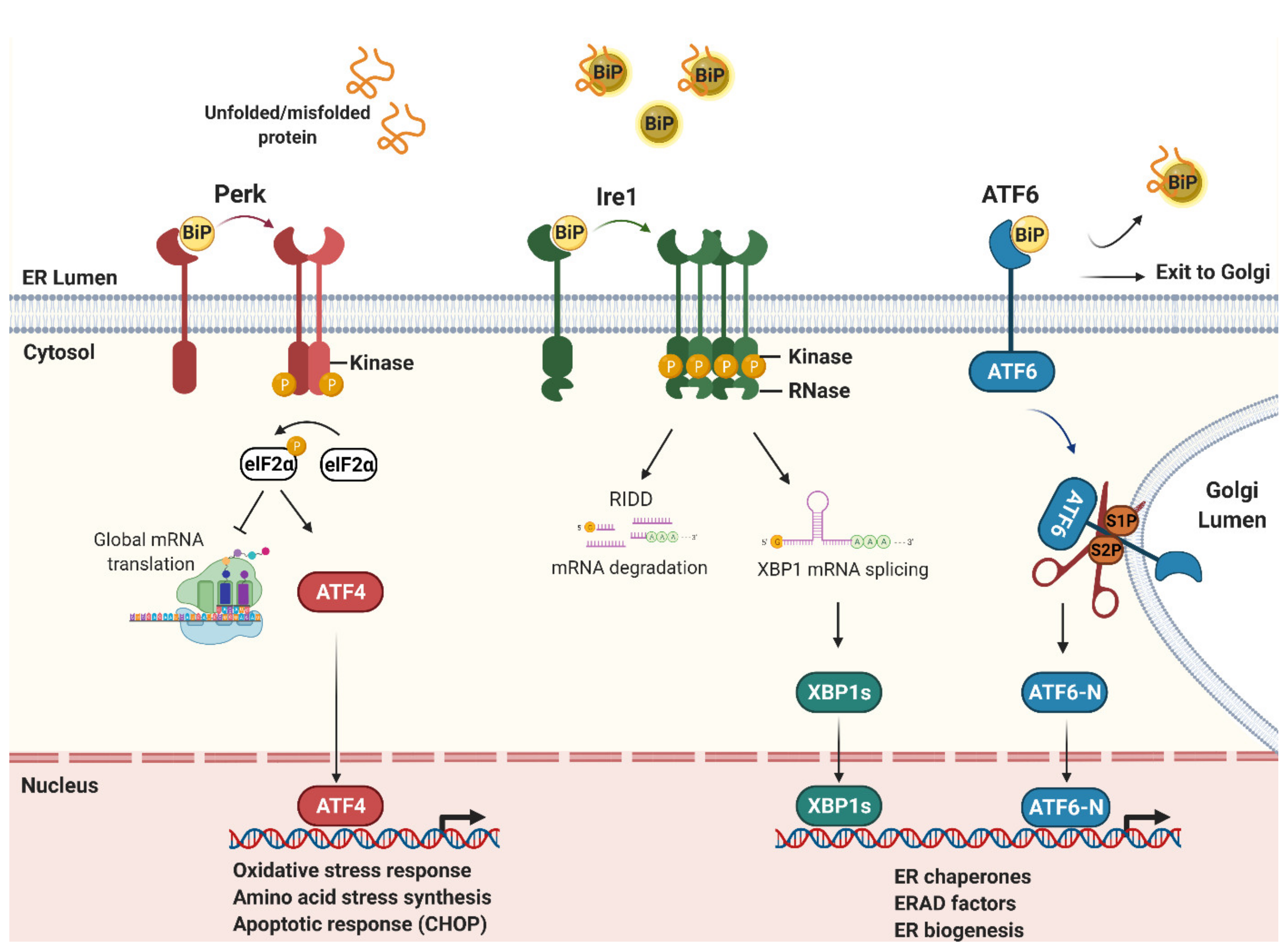 Microorganisms 09 00705 g001