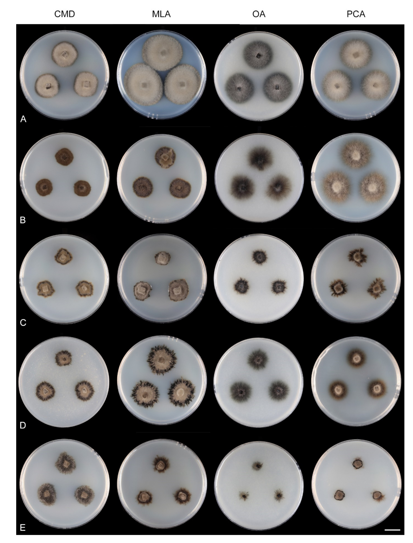 Microorganisms 09 00706 g008 Microorganisms 09 00706 g008