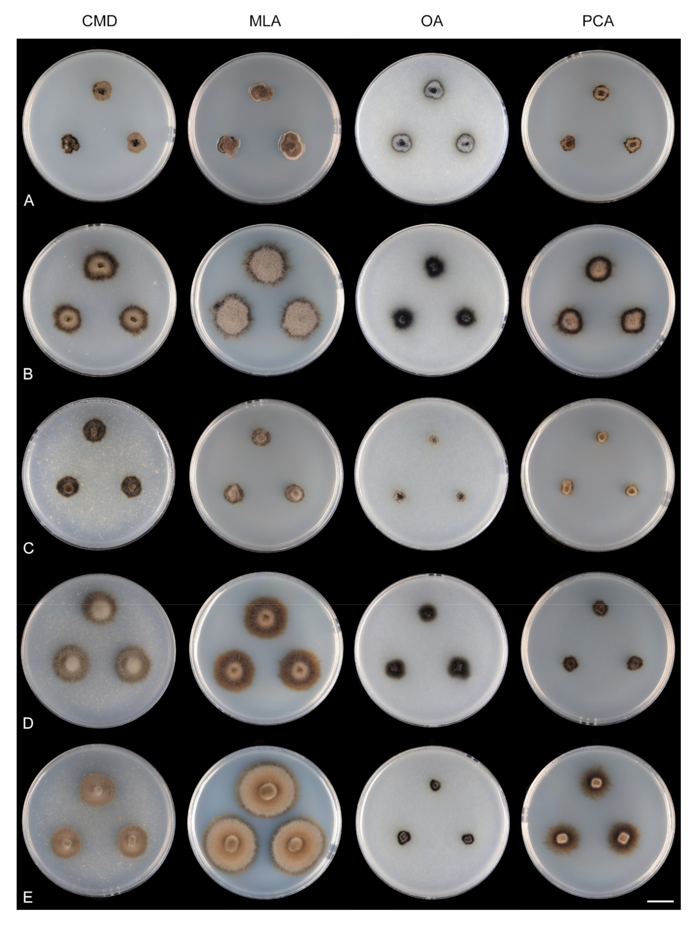 Microorganisms 09 00706 g009 Microorganisms 09 00706 g009