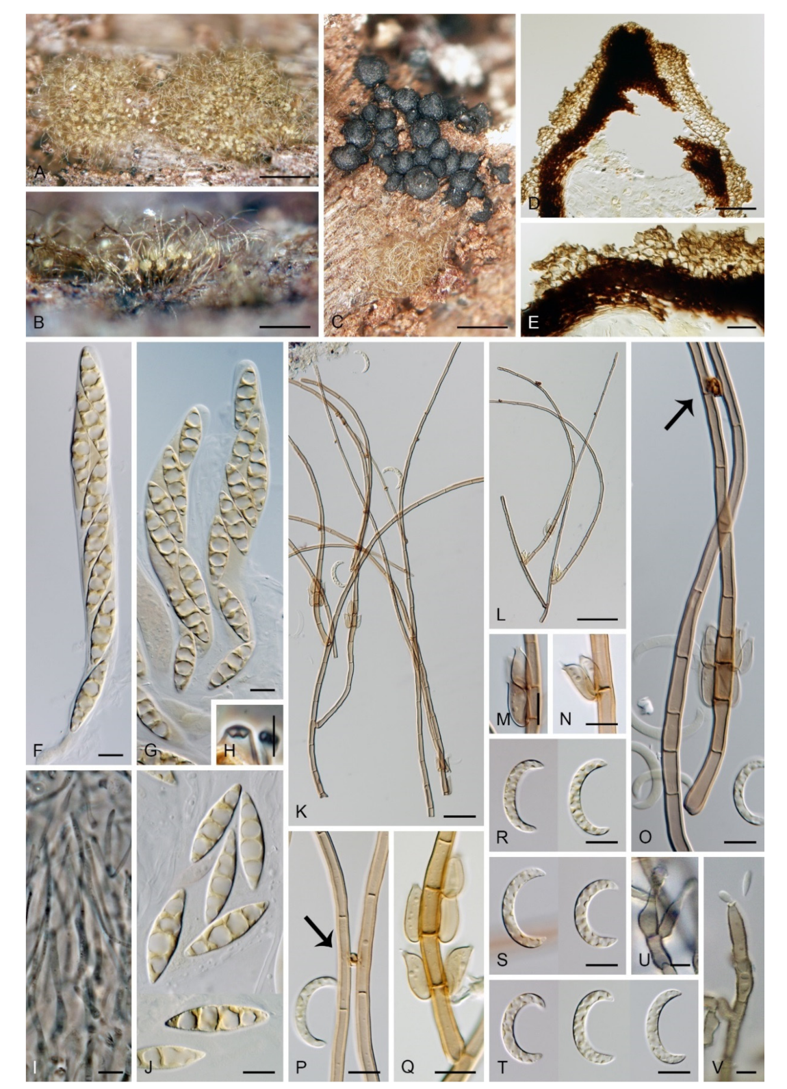 Microorganisms 09 00706 g010 Microorganisms 09 00706 g010