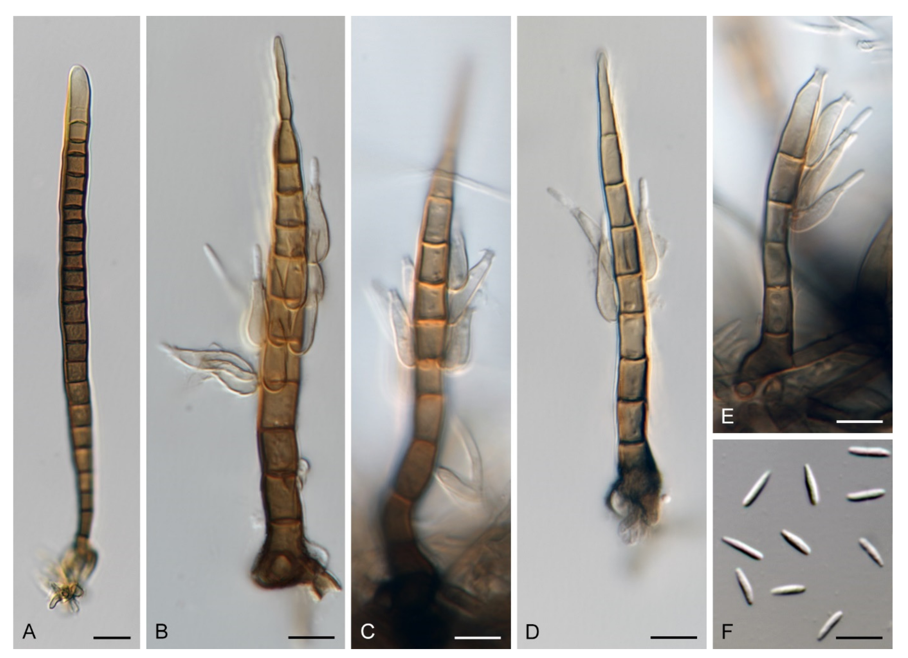Microorganisms 09 00706 g011 Microorganisms 09 00706 g011
