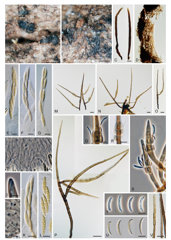 Microorganisms 09 00706 g012 Microorganisms 09 00706 g012