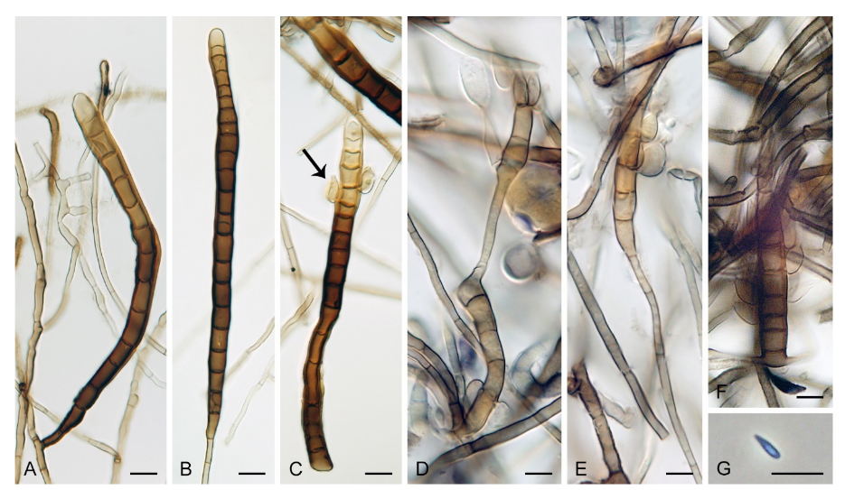 Microorganisms 09 00706 g013 Microorganisms 09 00706 g013
