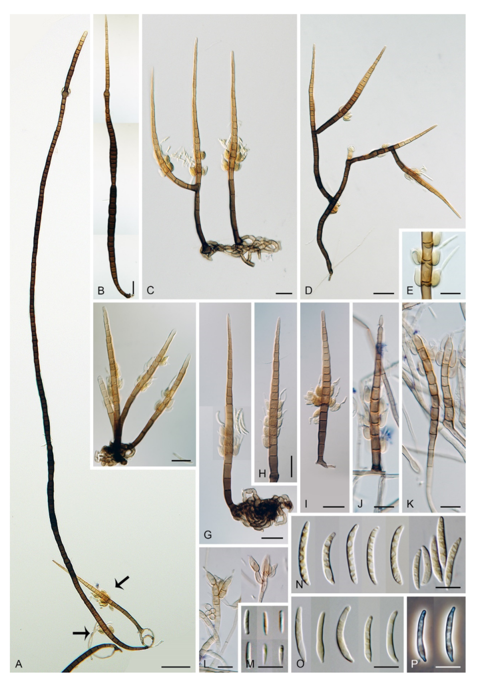 Microorganisms 09 00706 g014 Microorganisms 09 00706 g014