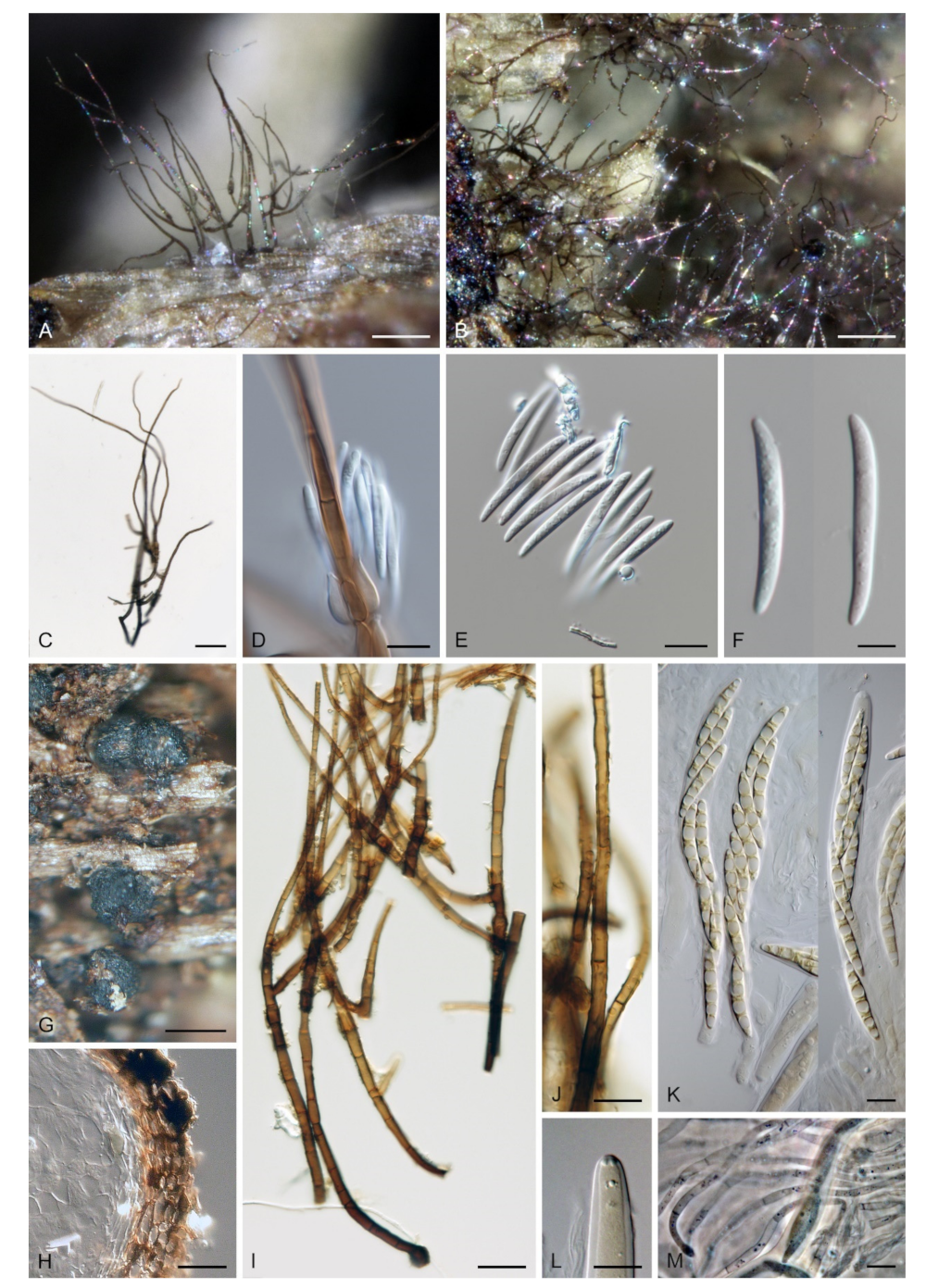 Microorganisms 09 00706 g015 Microorganisms 09 00706 g015