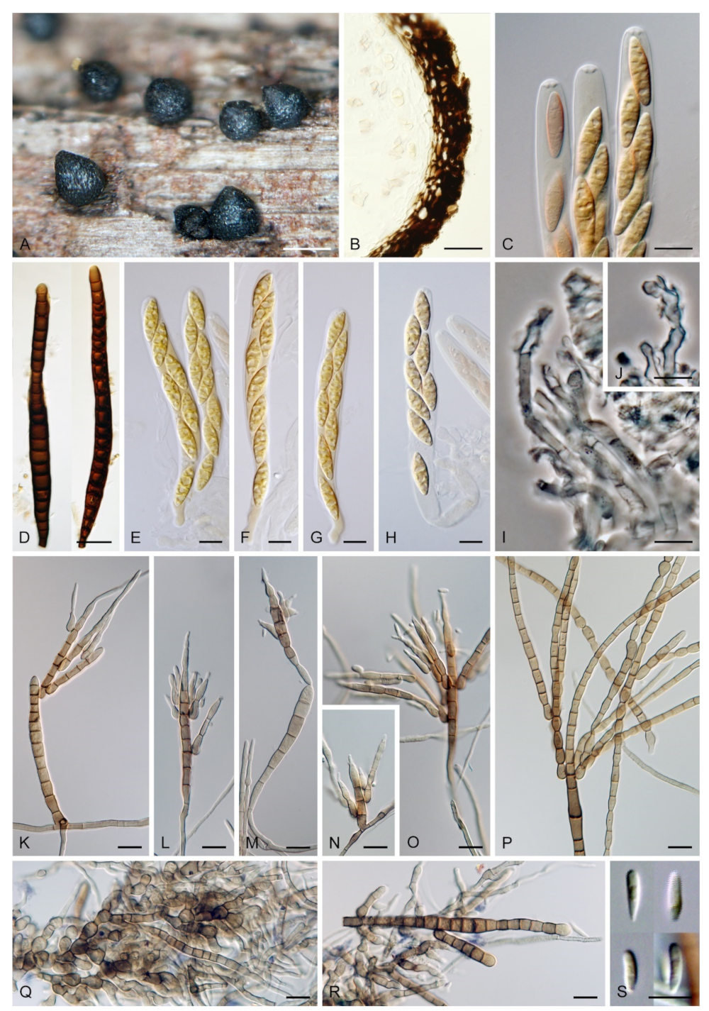 Microorganisms 09 00706 g017 Microorganisms 09 00706 g017