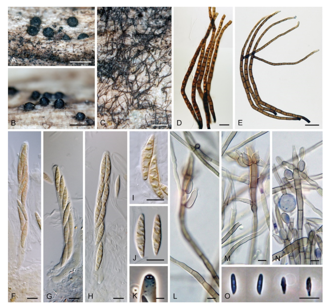 Microorganisms 09 00706 g018 Microorganisms 09 00706 g018