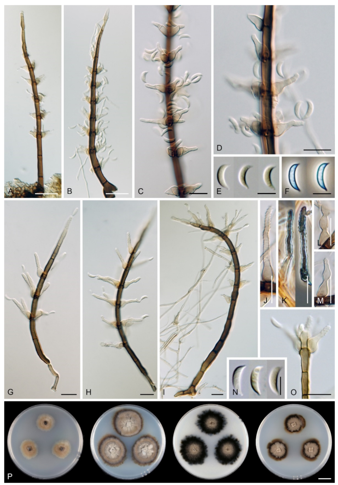 Microorganisms 09 00706 g019 Microorganisms 09 00706 g019