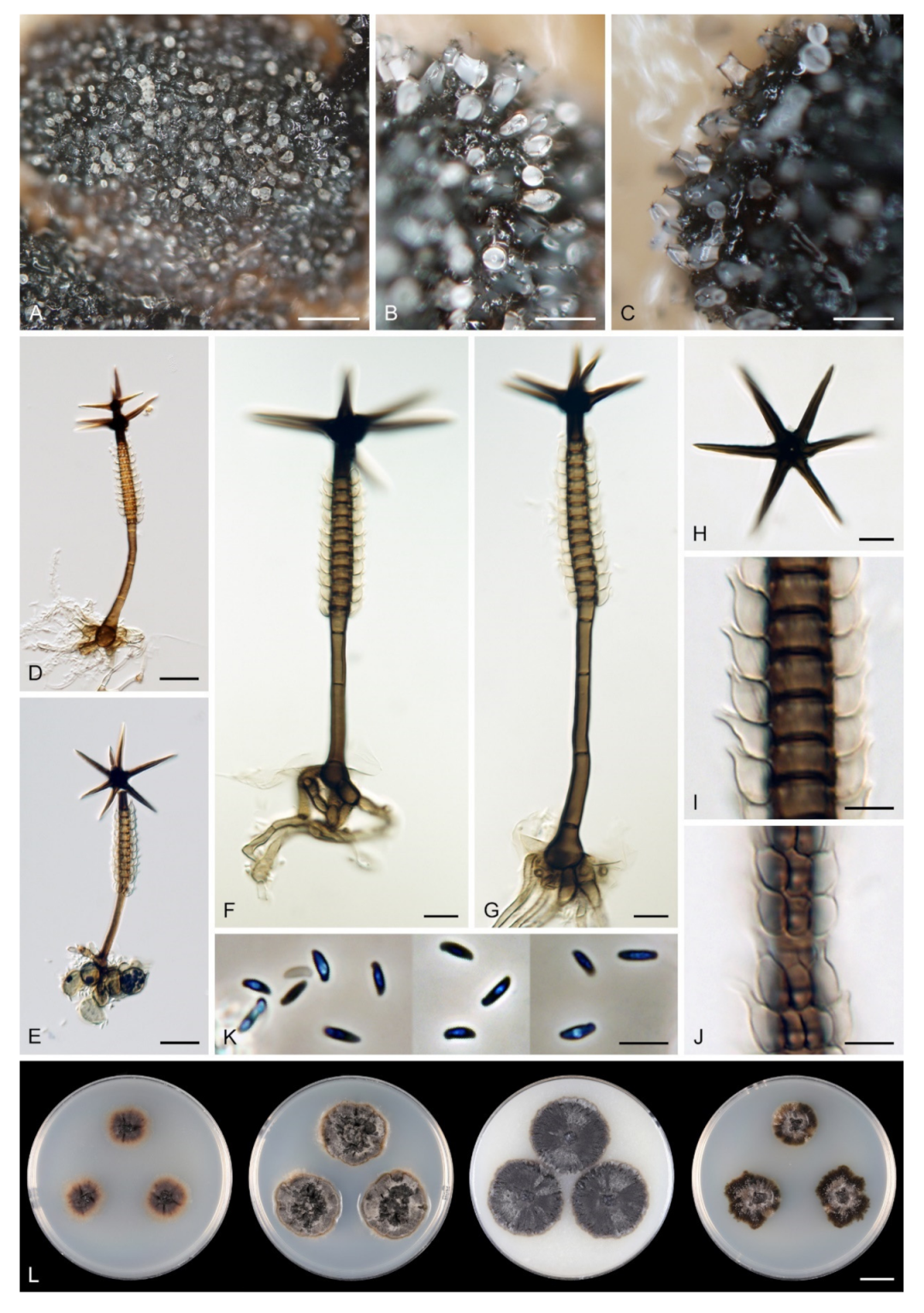 Microorganisms 09 00706 g020 Microorganisms 09 00706 g020