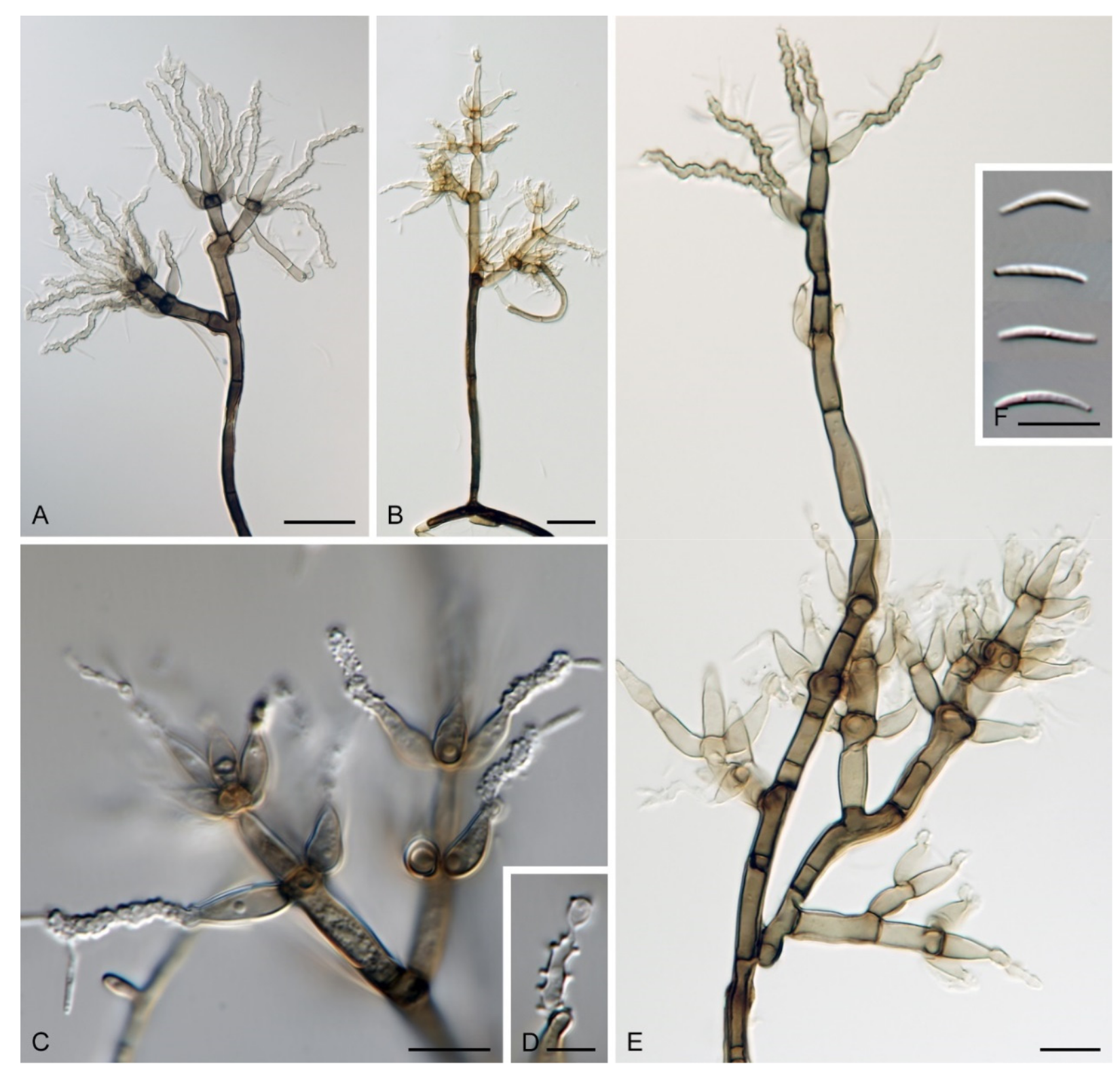 Microorganisms 09 00706 g021 Microorganisms 09 00706 g021