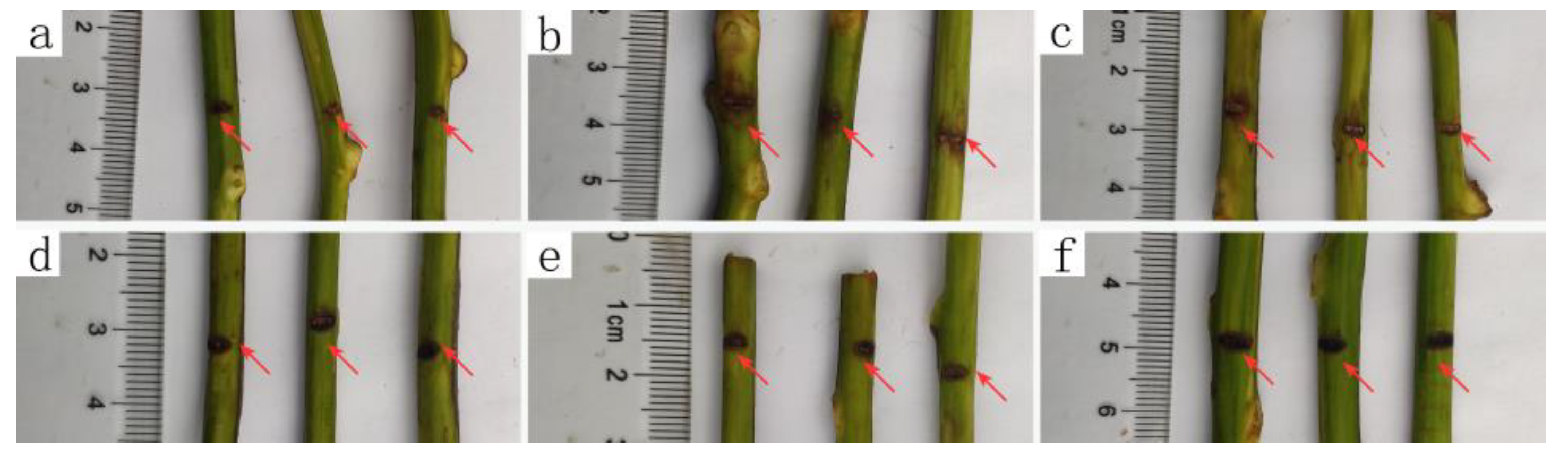 Microorganisms 09 00724 g001