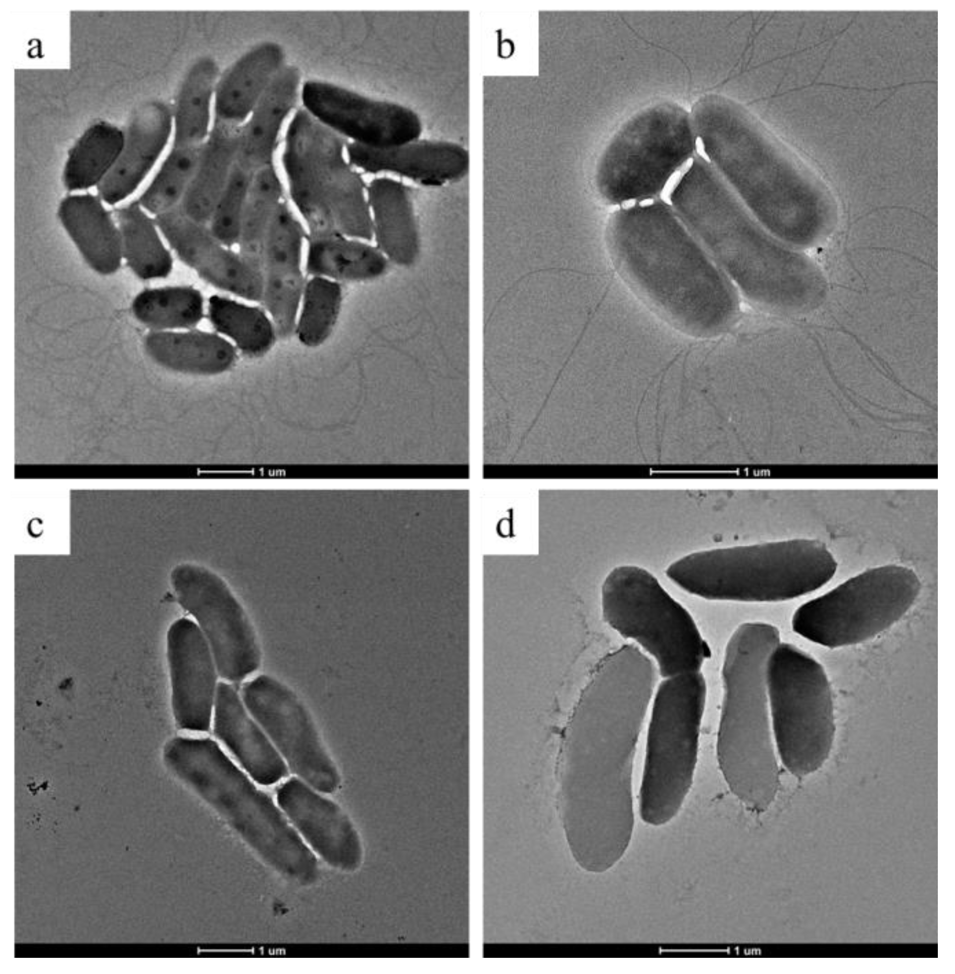 Microorganisms 09 00724 g004