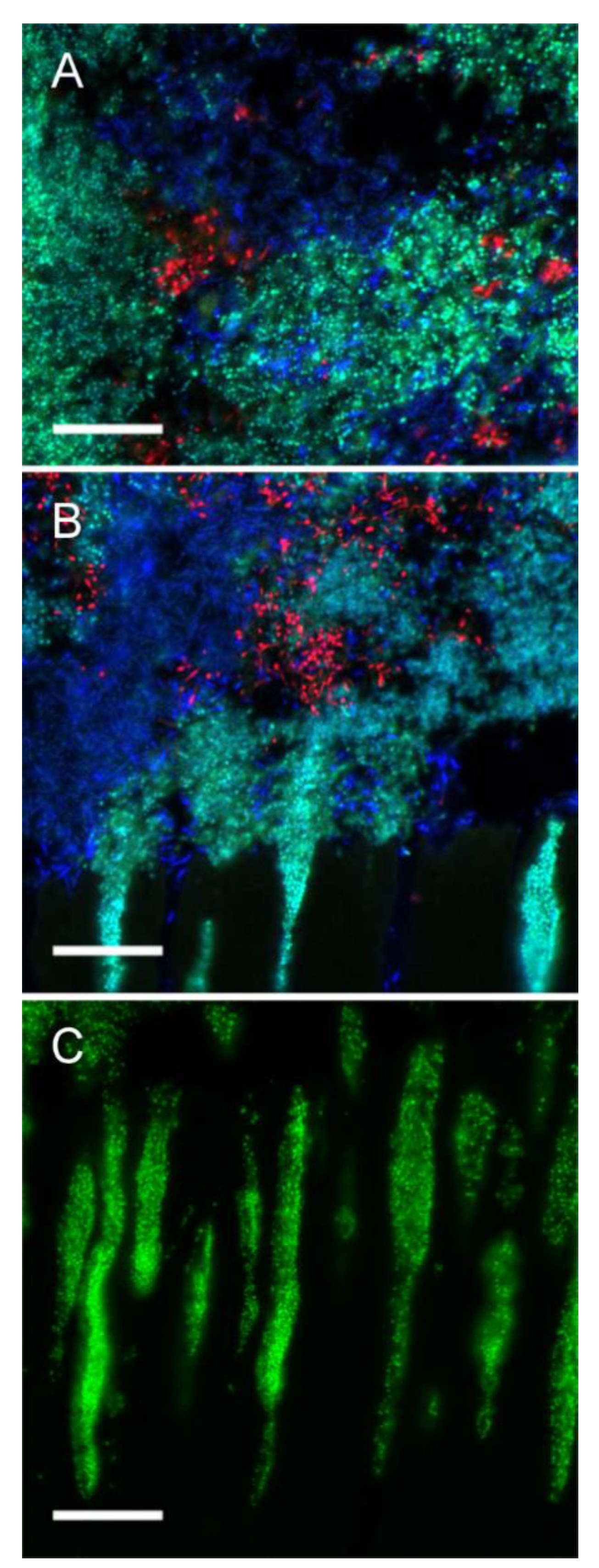 Microorganisms 09 00737 g006