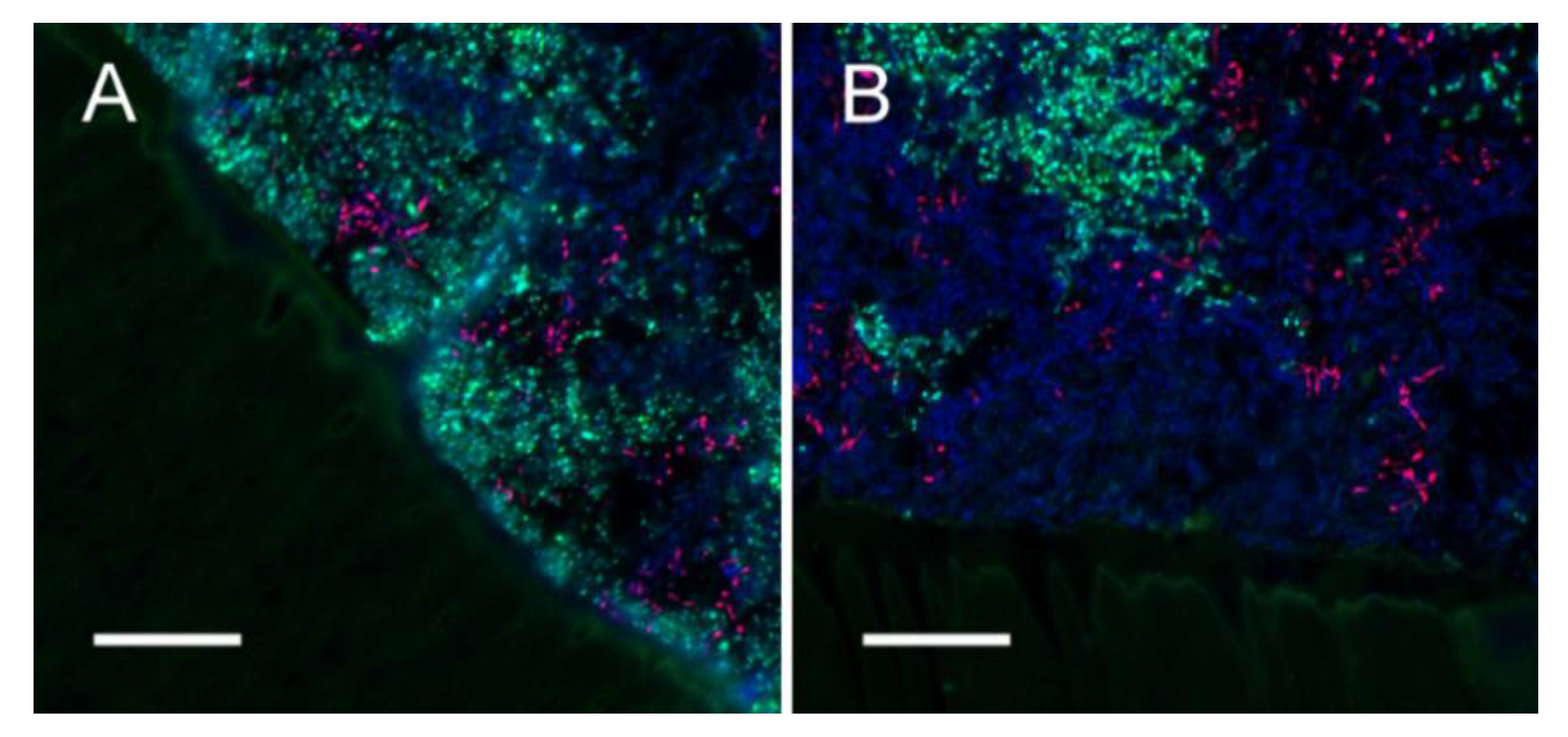 Microorganisms 09 00737 g007