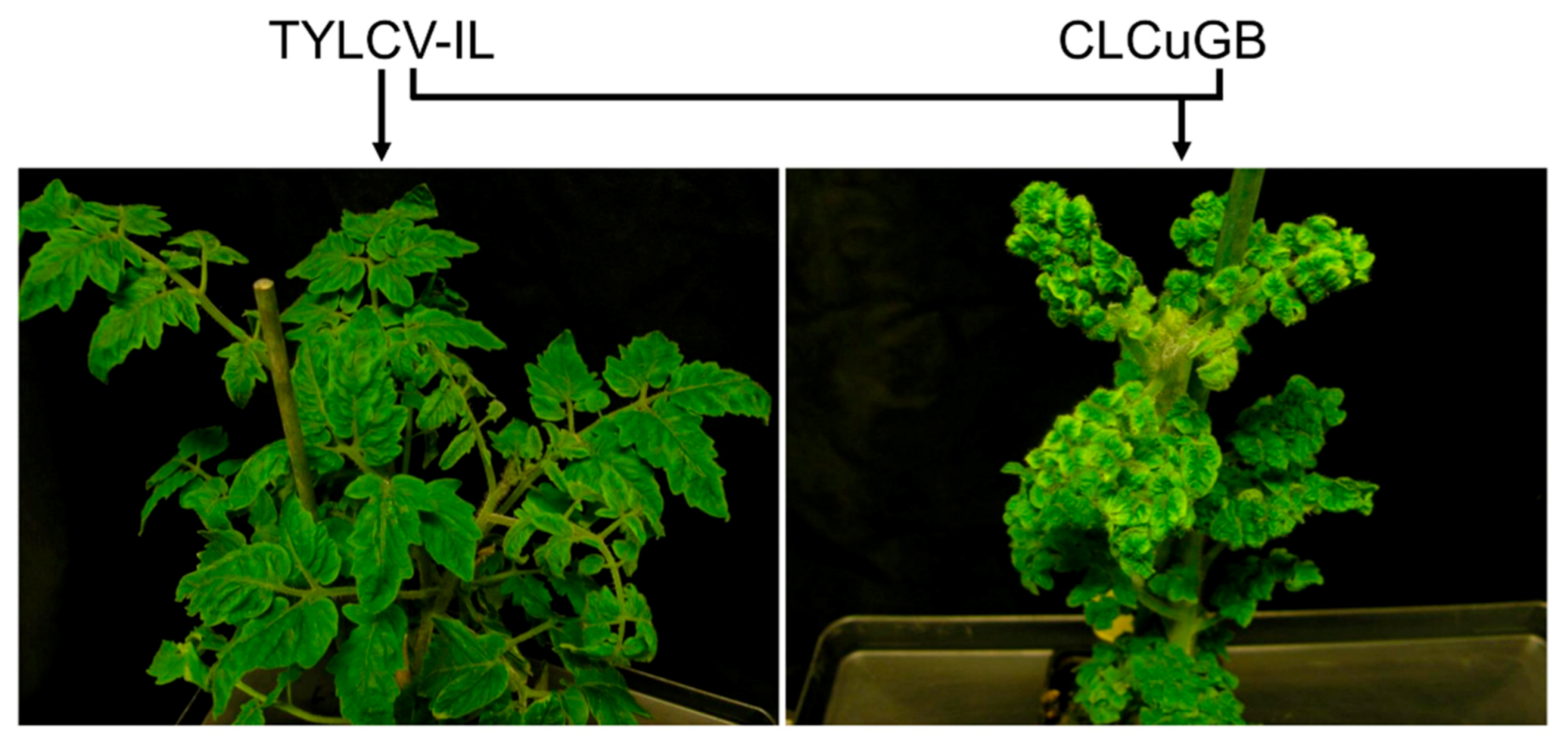 Microorganisms 09 00740 g004