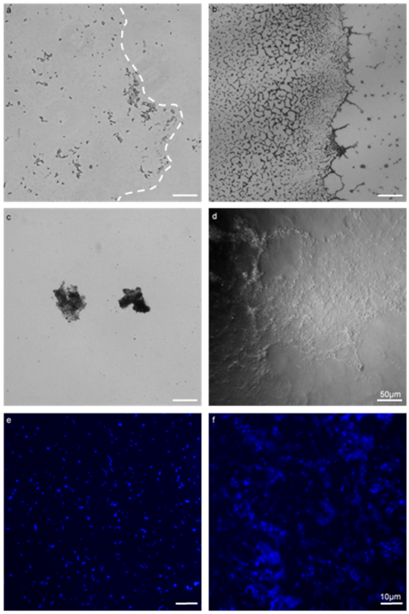 Microorganisms 09 00789 g001