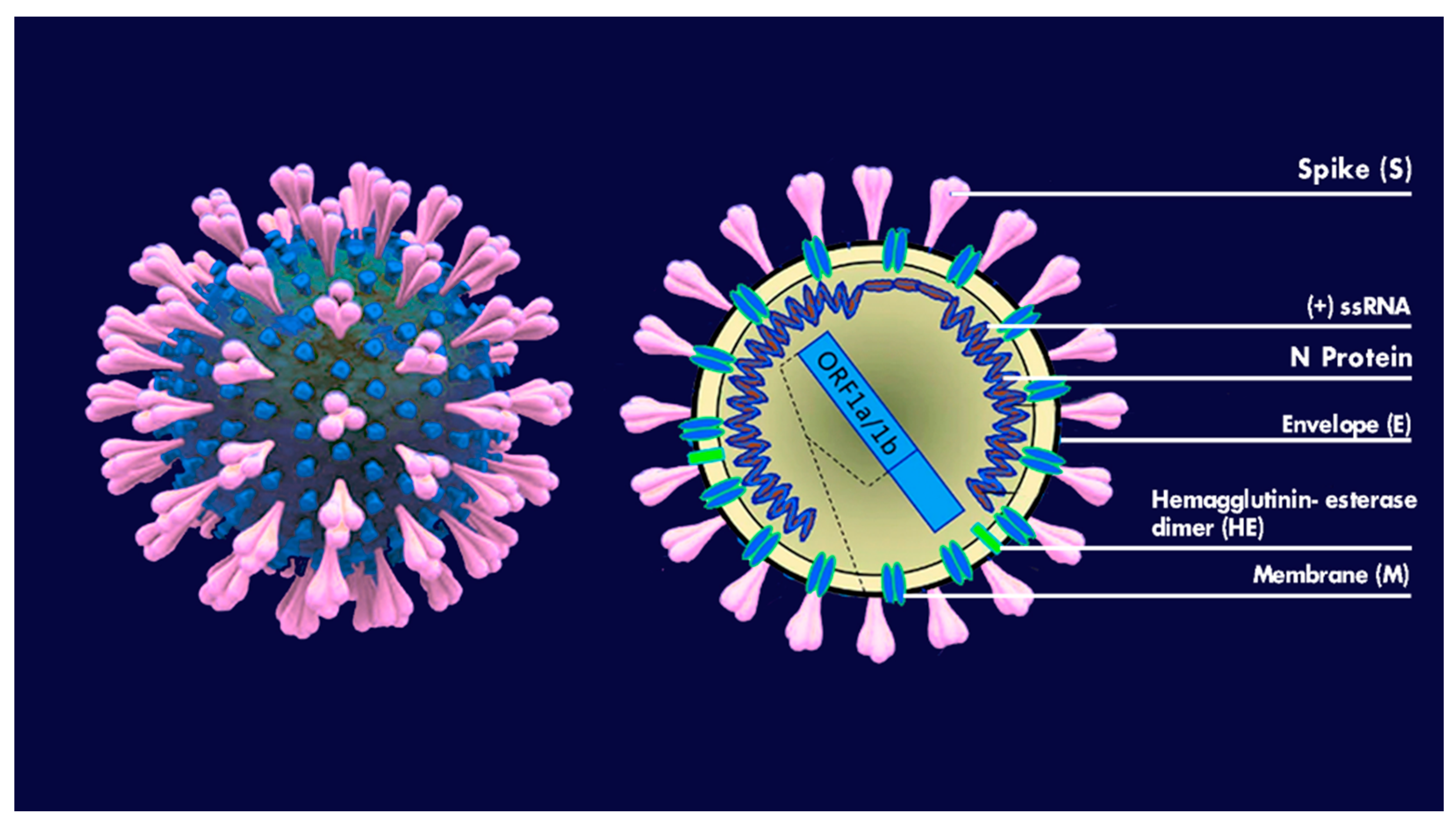 Microorganisms 09 00793 g001