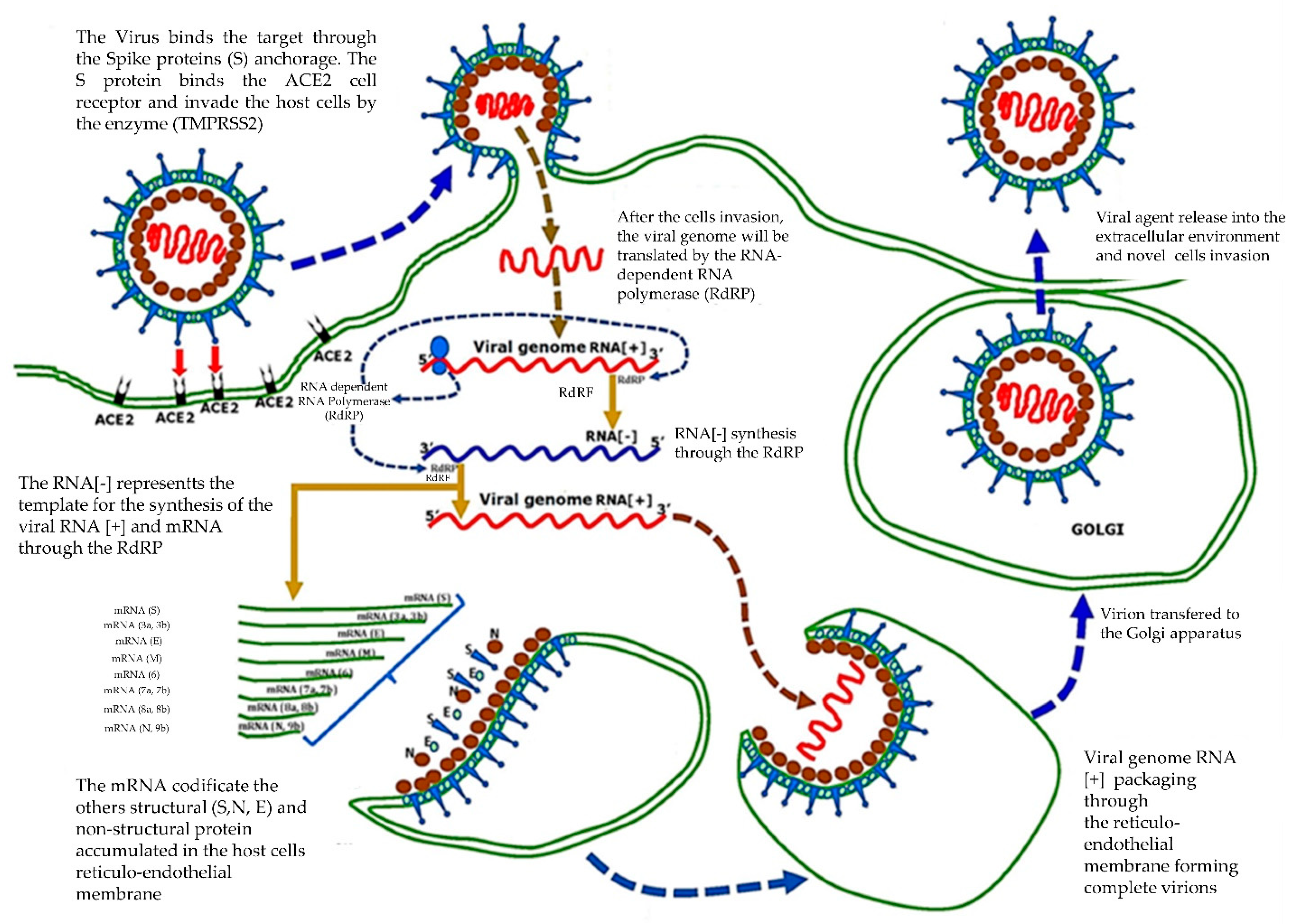 Microorganisms 09 00793 g003
