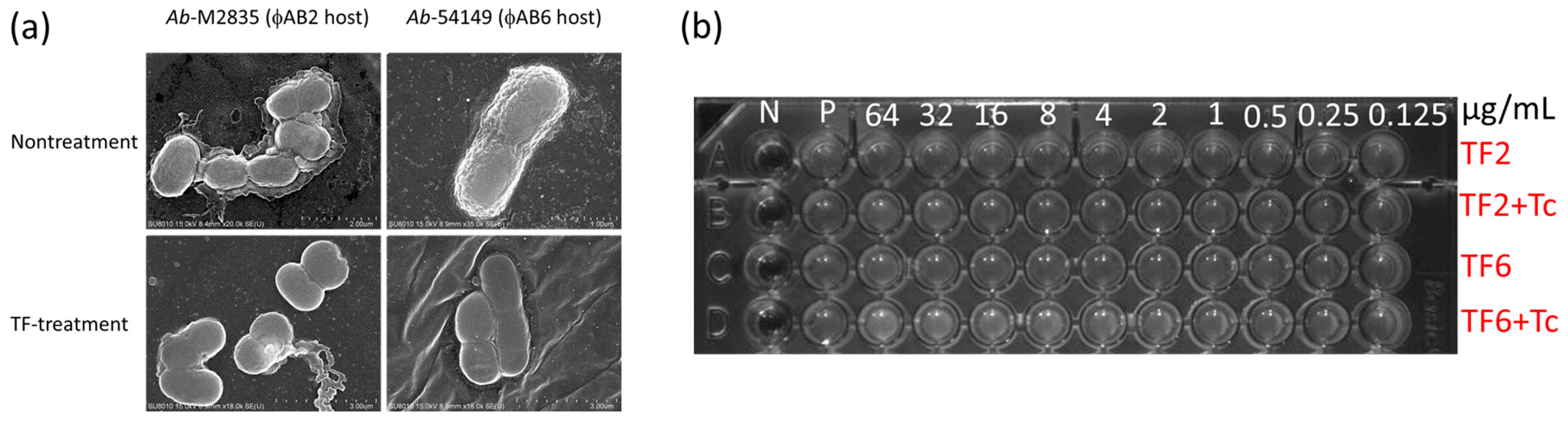 Microorganisms 09 00794 g001