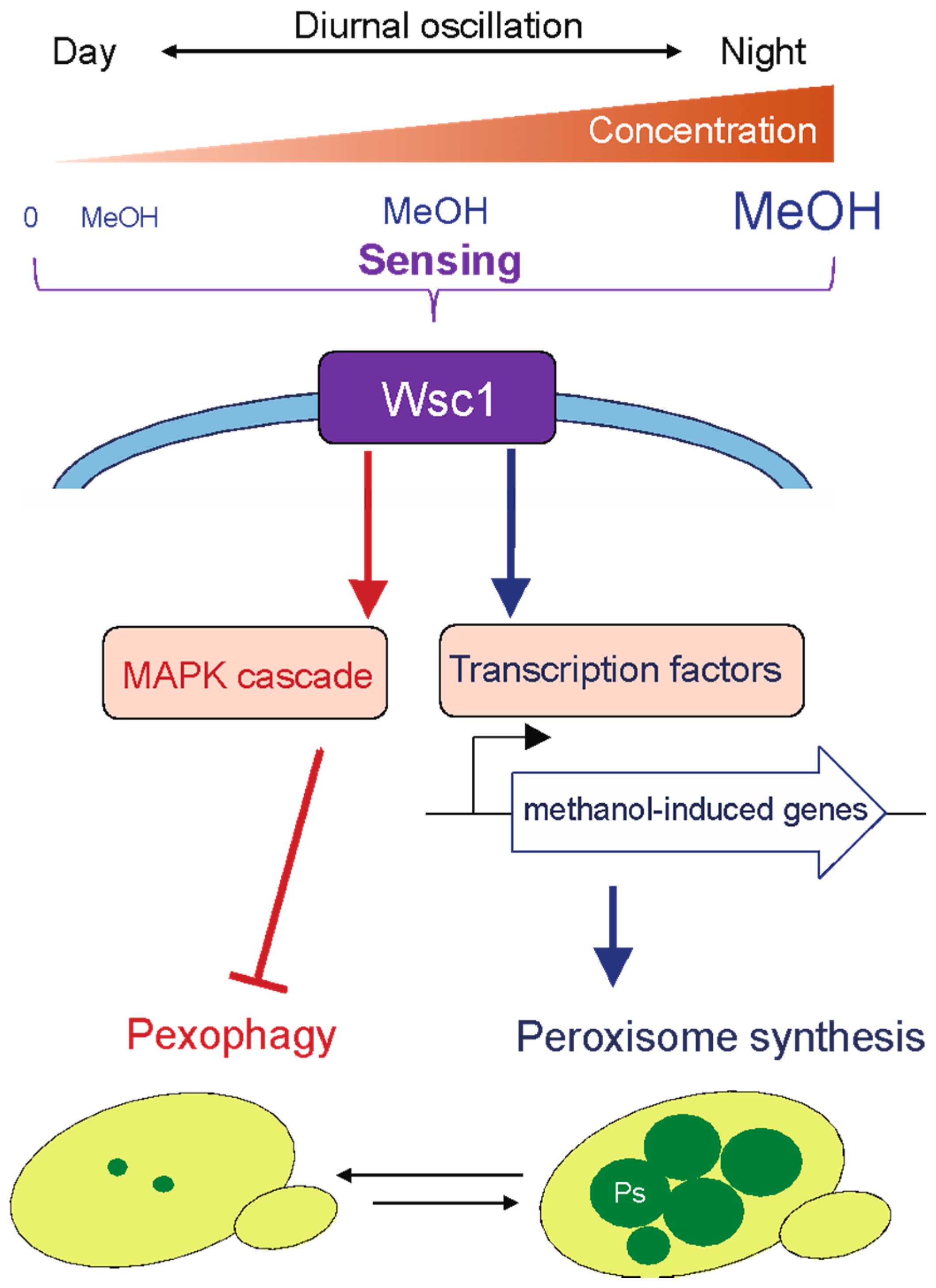 Microorganisms 09 00809 g002