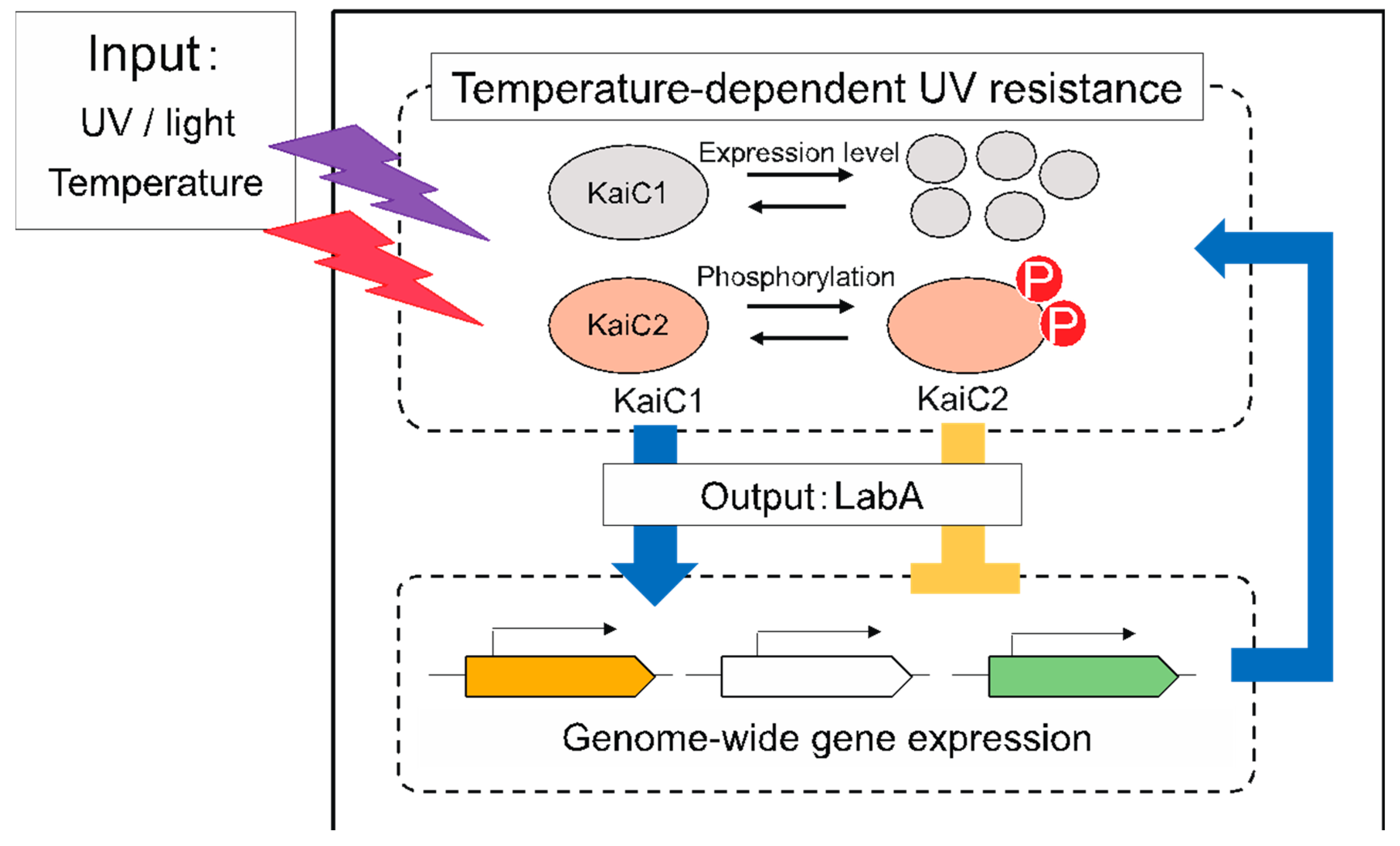 Microorganisms 09 00809 g003