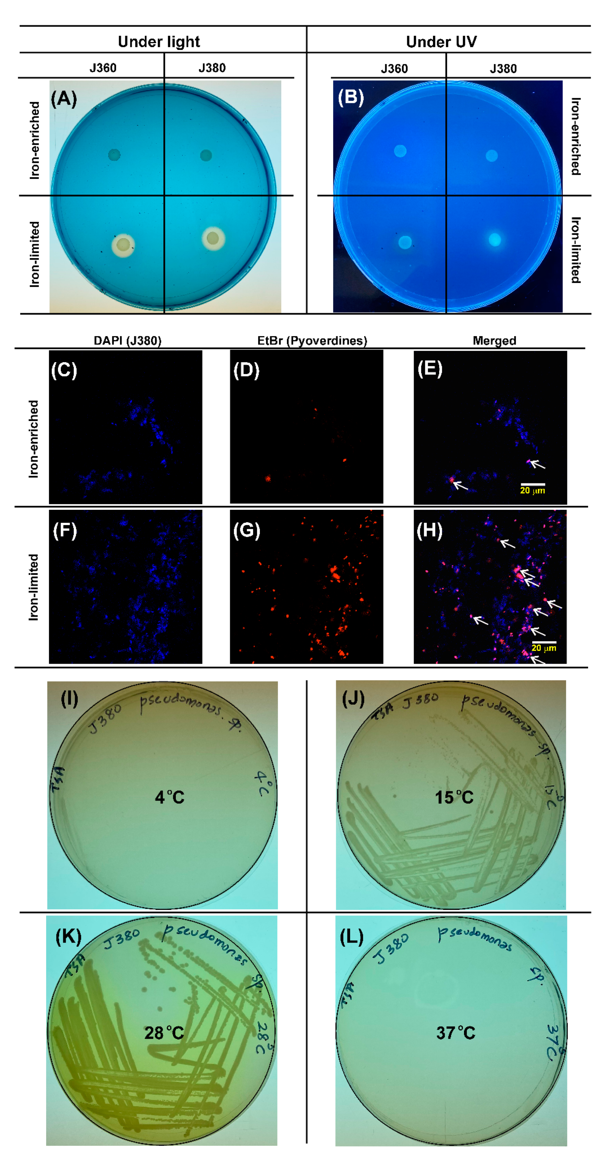 Microorganisms 09 00812 g001 Microorganisms 09 00812 g001