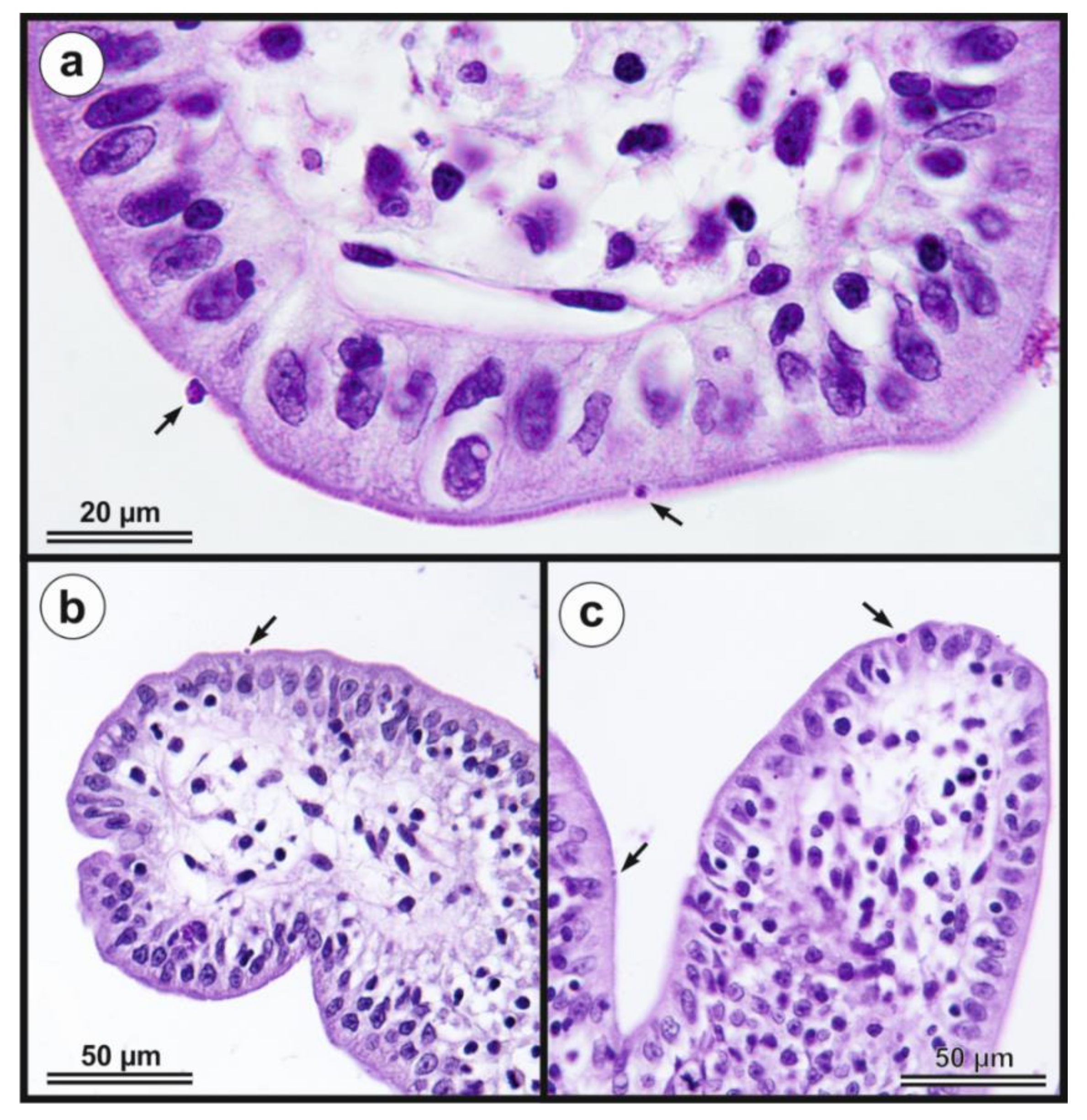 Microorganisms 09 00813 g007