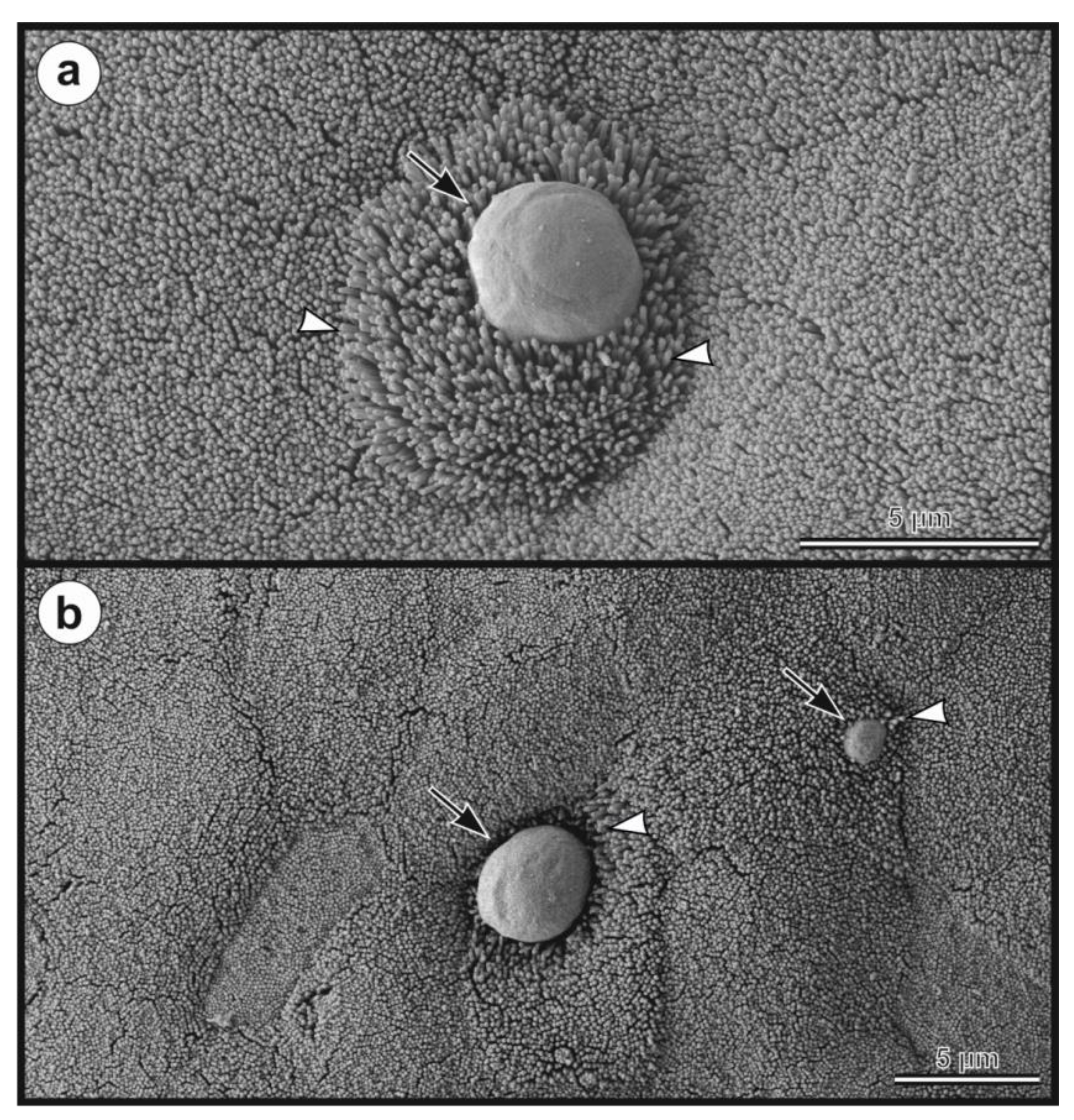 Microorganisms 09 00813 g008