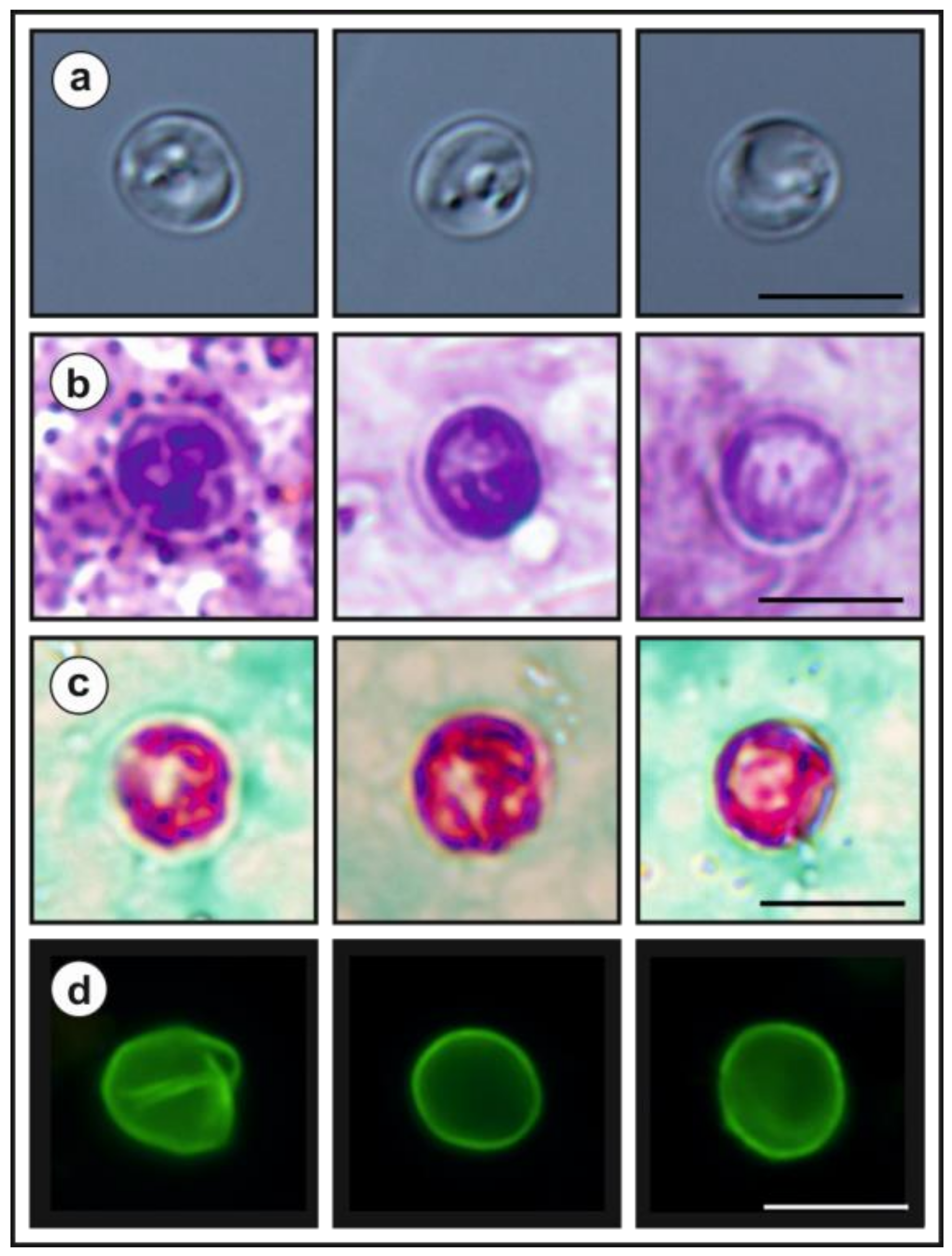 Microorganisms 09 00813 g009