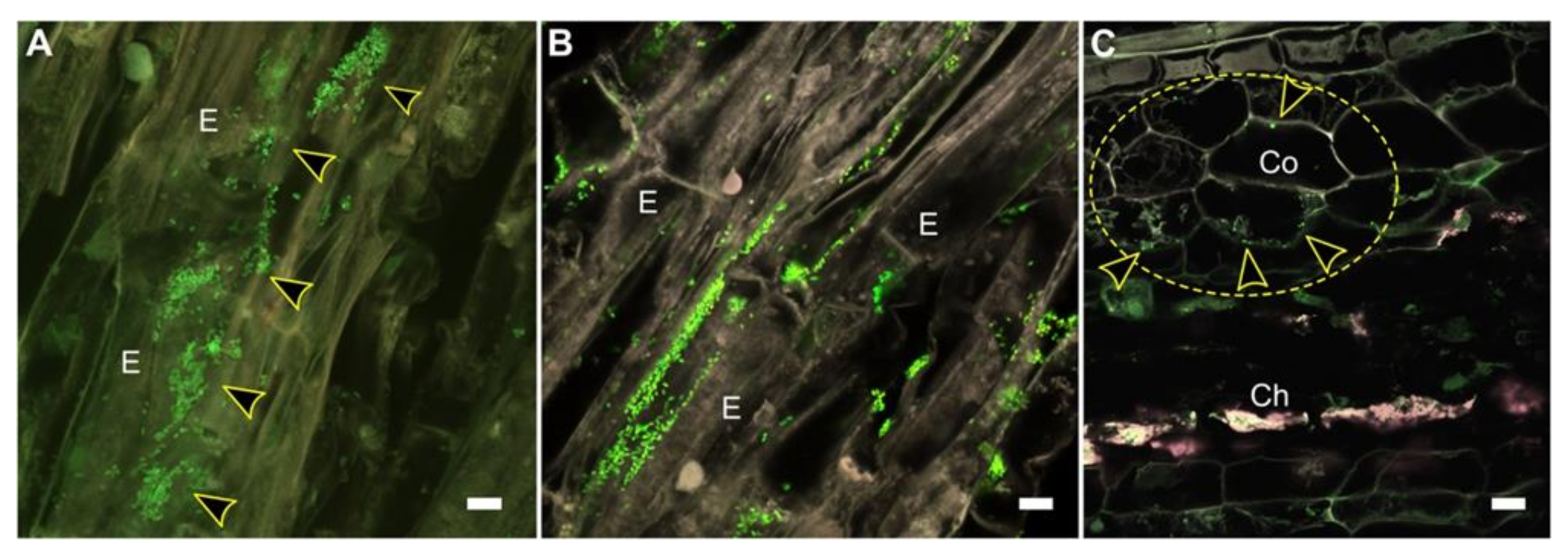 Microorganisms 09 00817 g002
