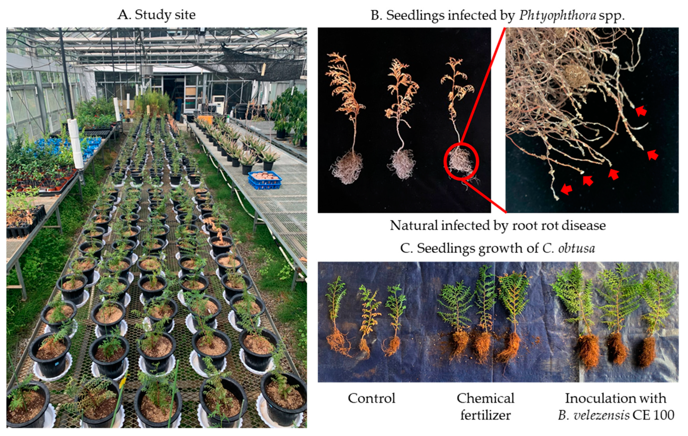 Microorganisms 09 00821 g001