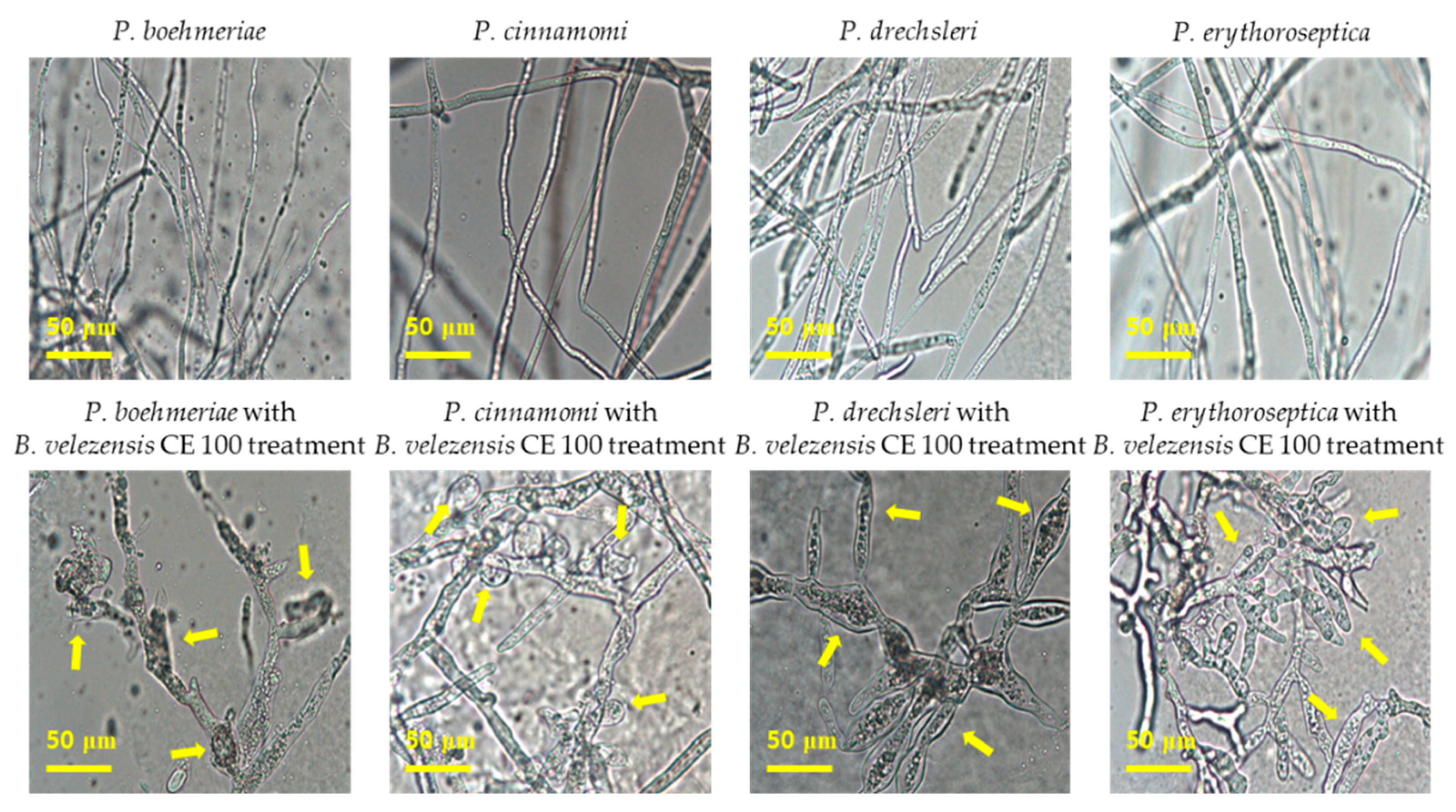 Microorganisms 09 00821 g005