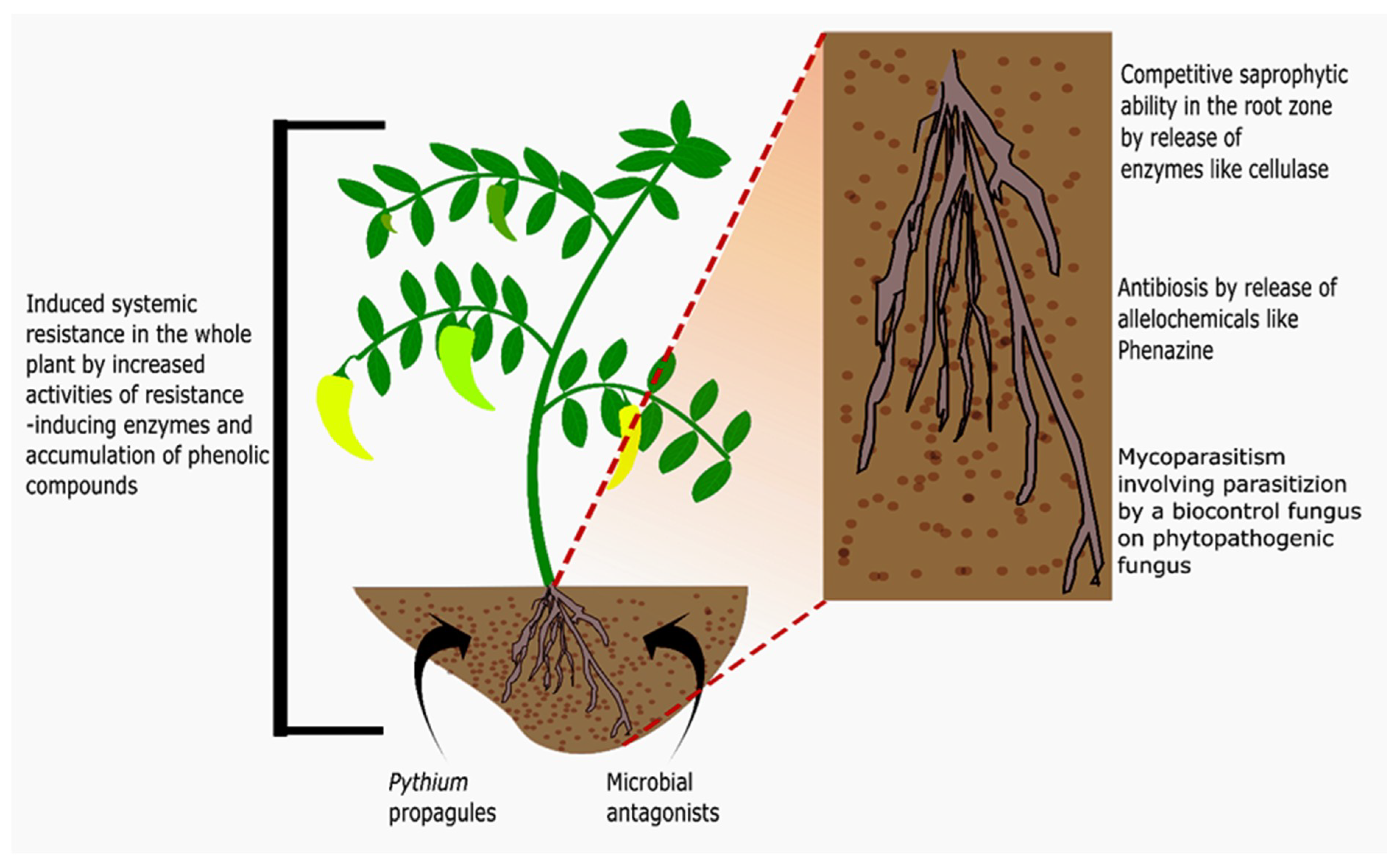 Microorganisms 09 00823 g003