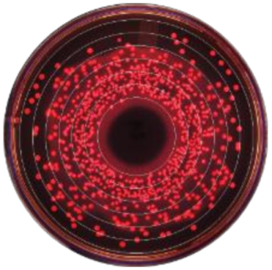 Microorganisms 09 00828 i002