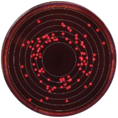 Microorganisms 09 00828 i003