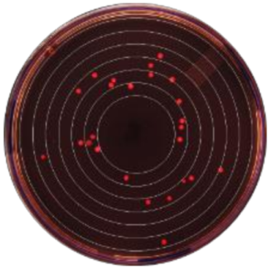 Microorganisms 09 00828 i004