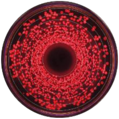 Microorganisms 09 00828 i006