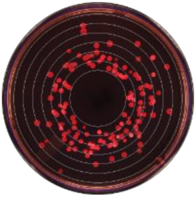 Microorganisms 09 00828 i007