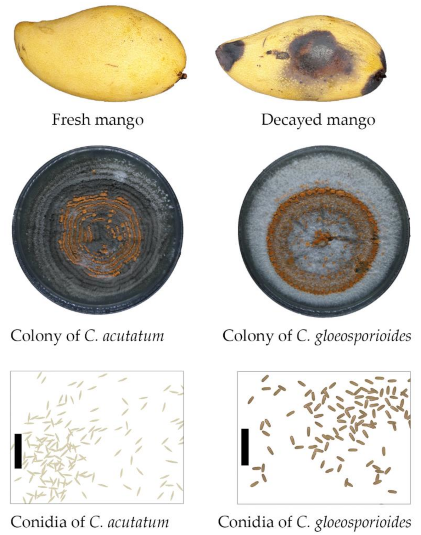 Microorganisms 09 00839 g002