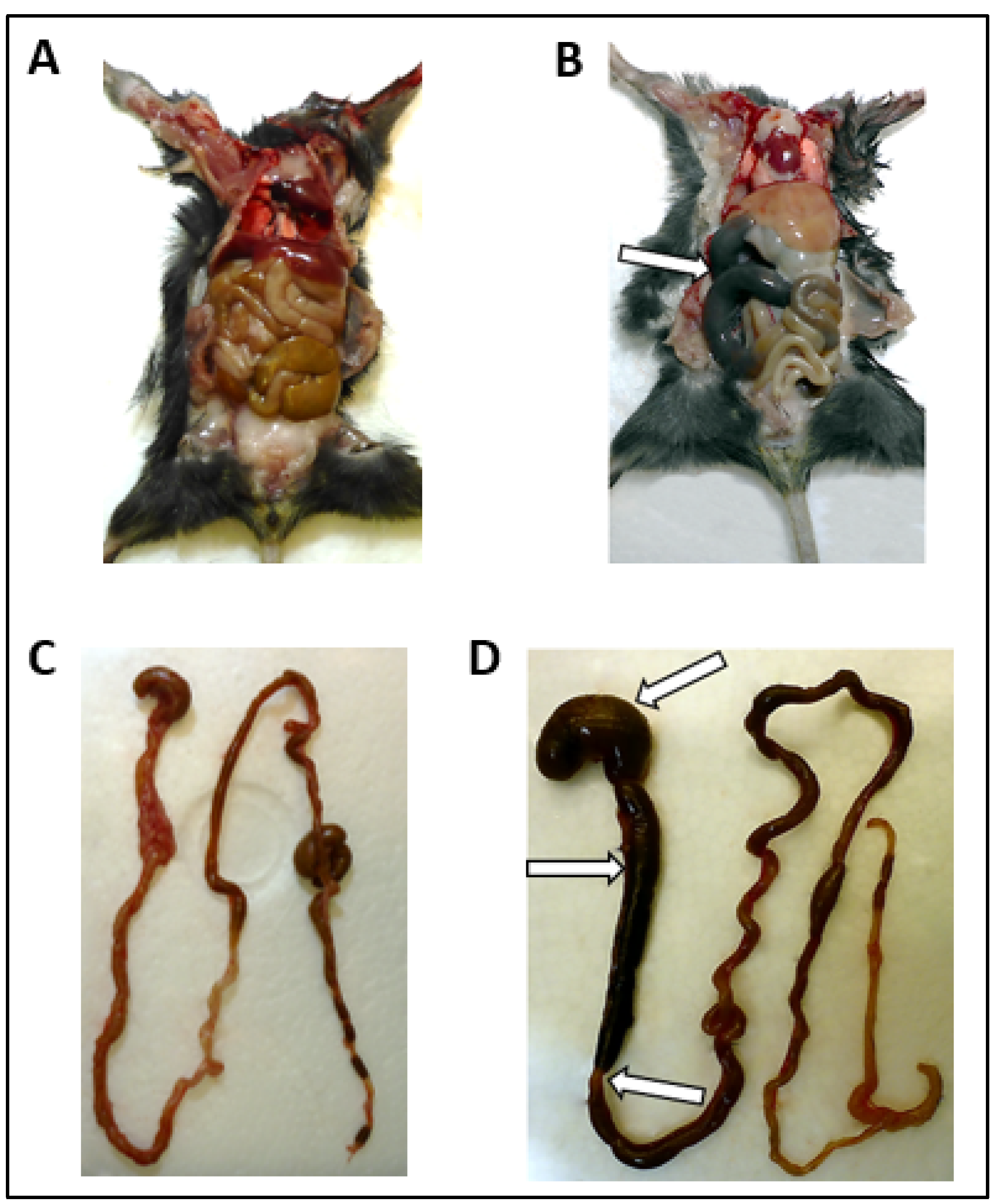 Microorganisms 09 00875 g001