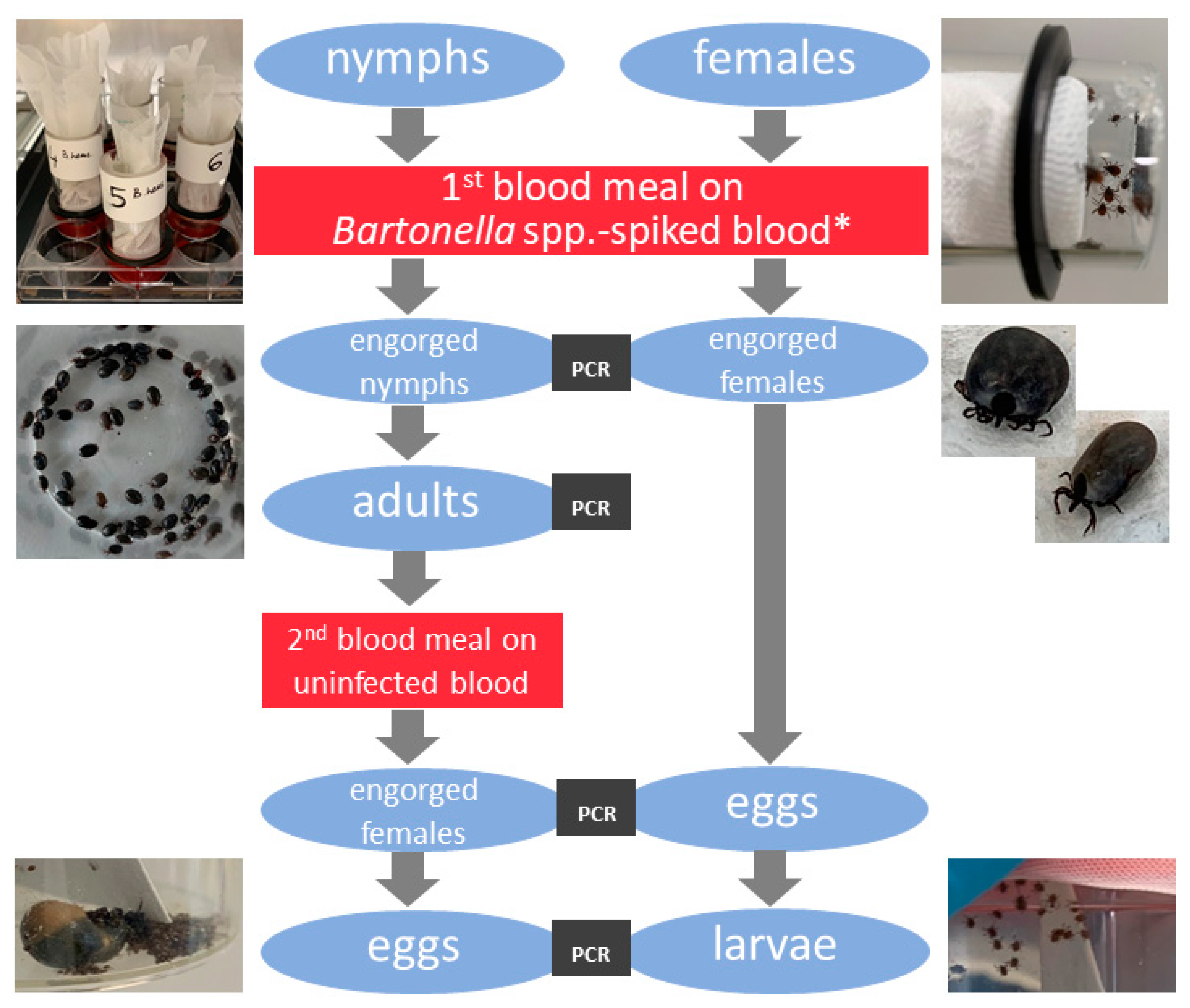 Microorganisms 09 00901 g001