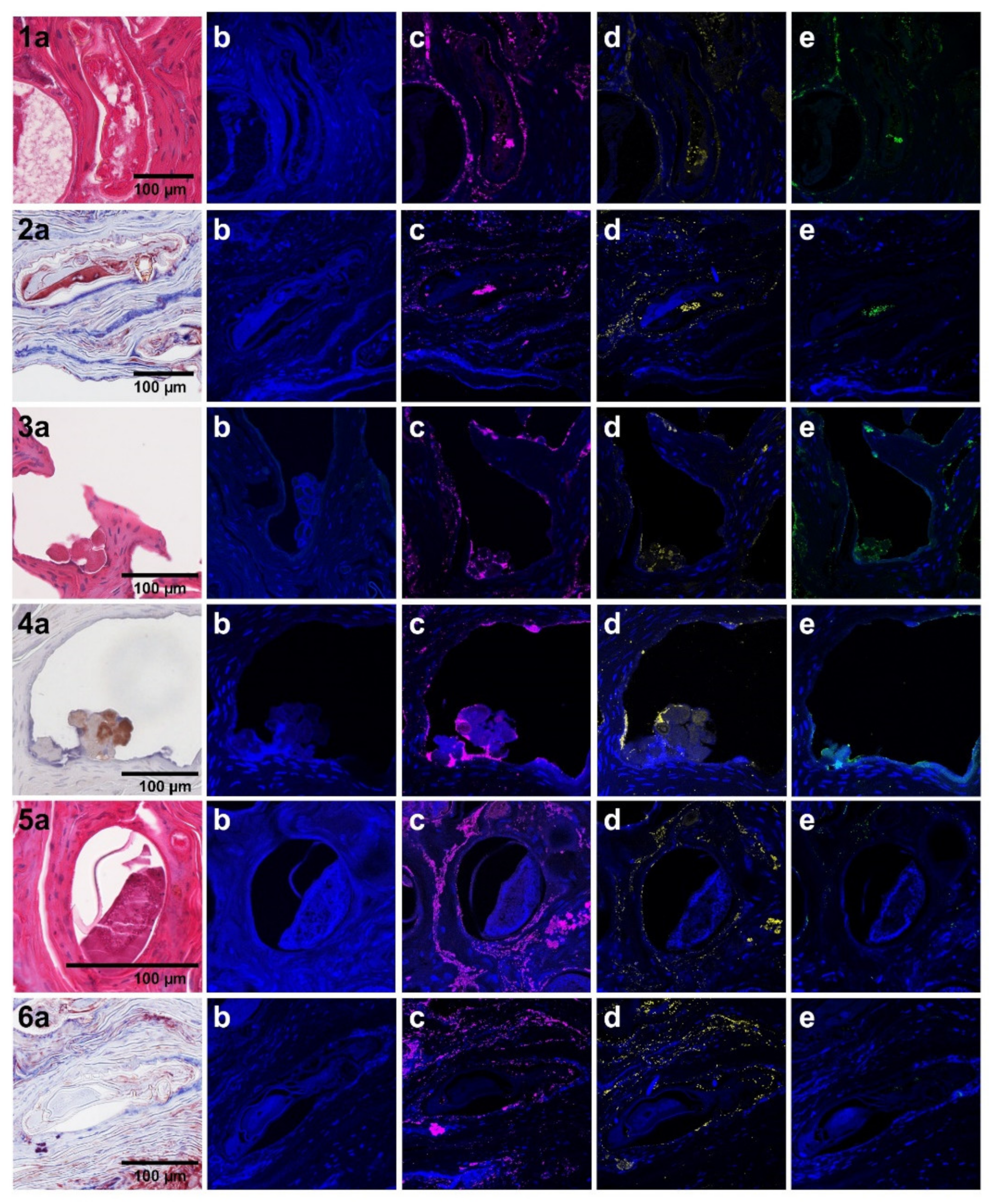 Microorganisms 09 00907 g004 Microorganisms 09 00907 g004
