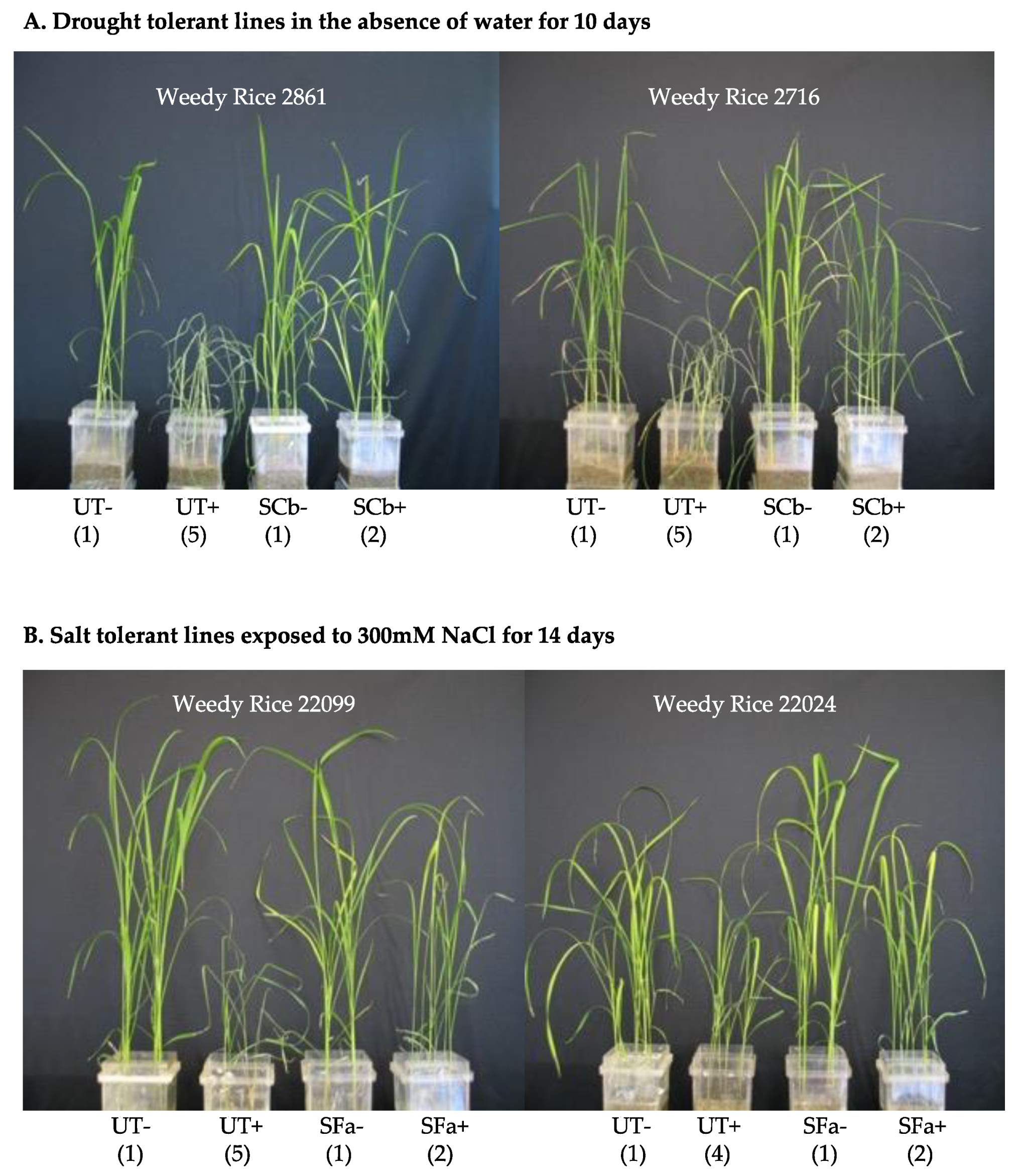 Microorganisms 09 00920 g002