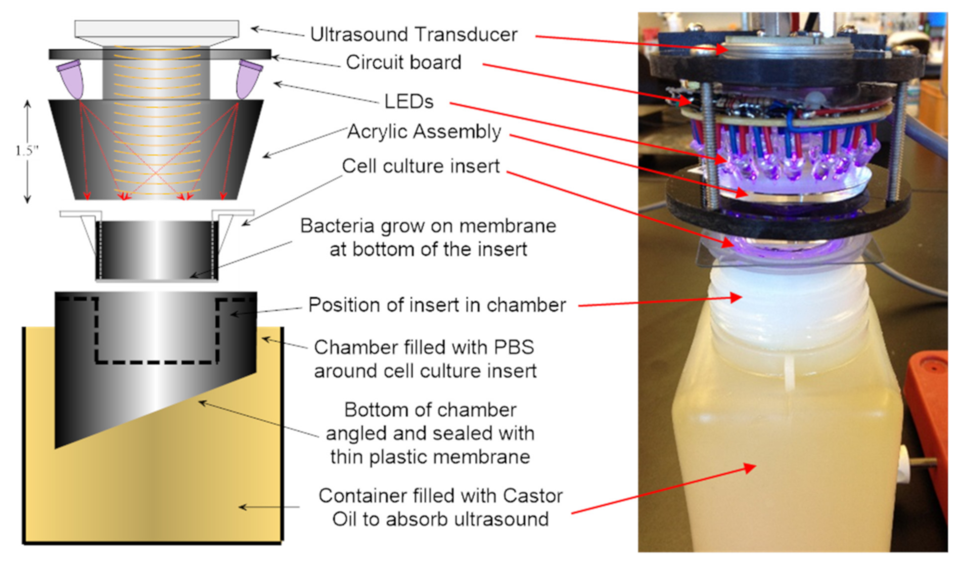 Microorganisms 09 00929 g001