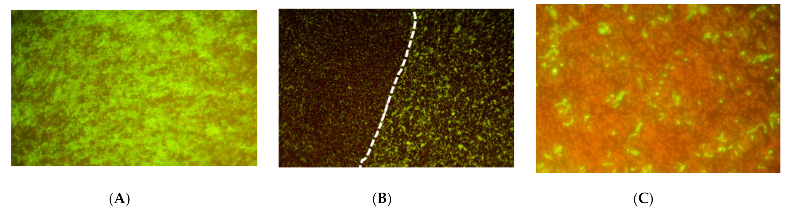 Microorganisms 09 00929 g004