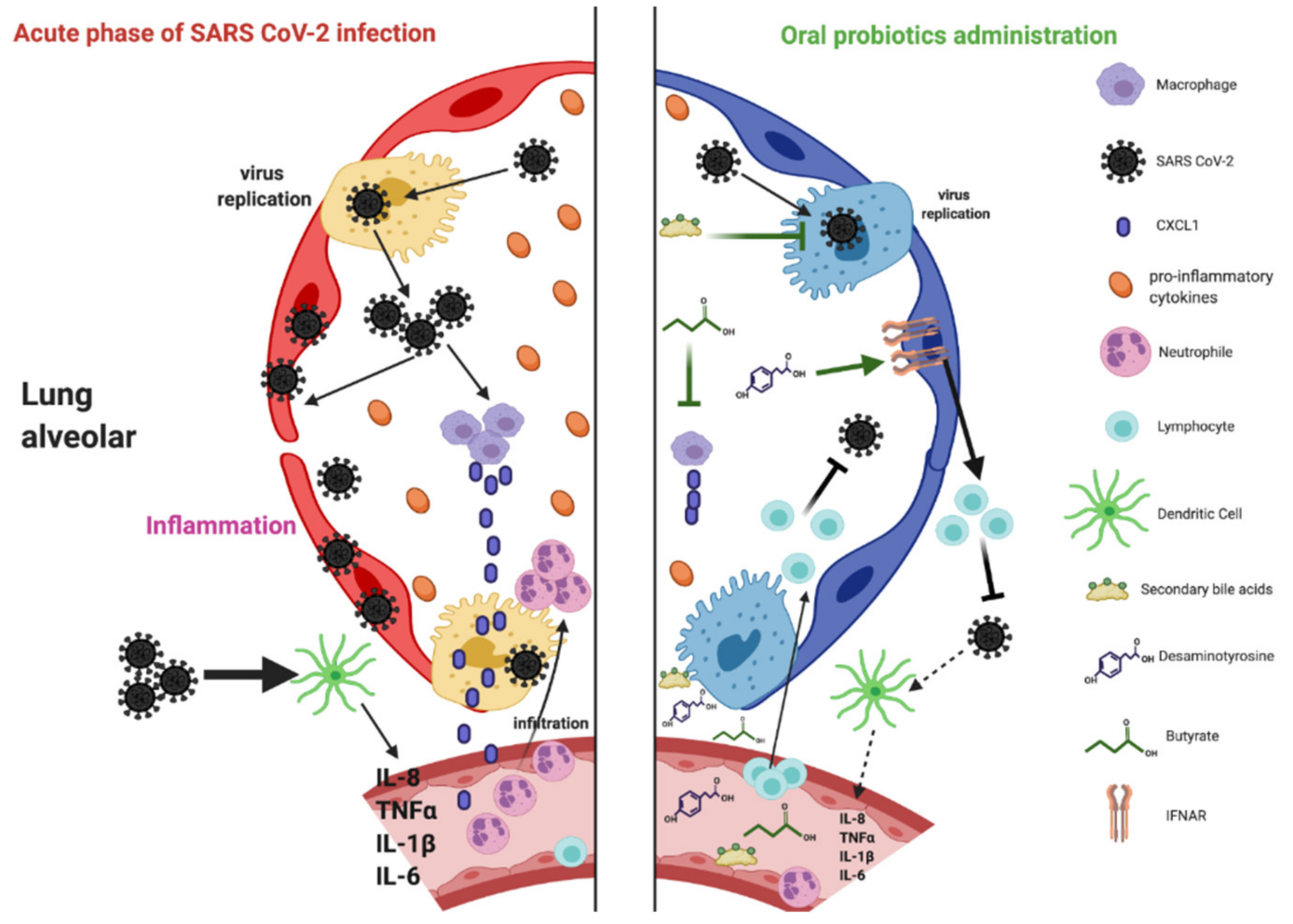 Microorganisms 09 00941 g002