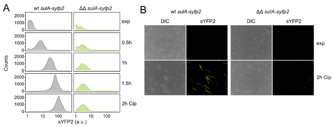 Microorganisms 09 00943 g004